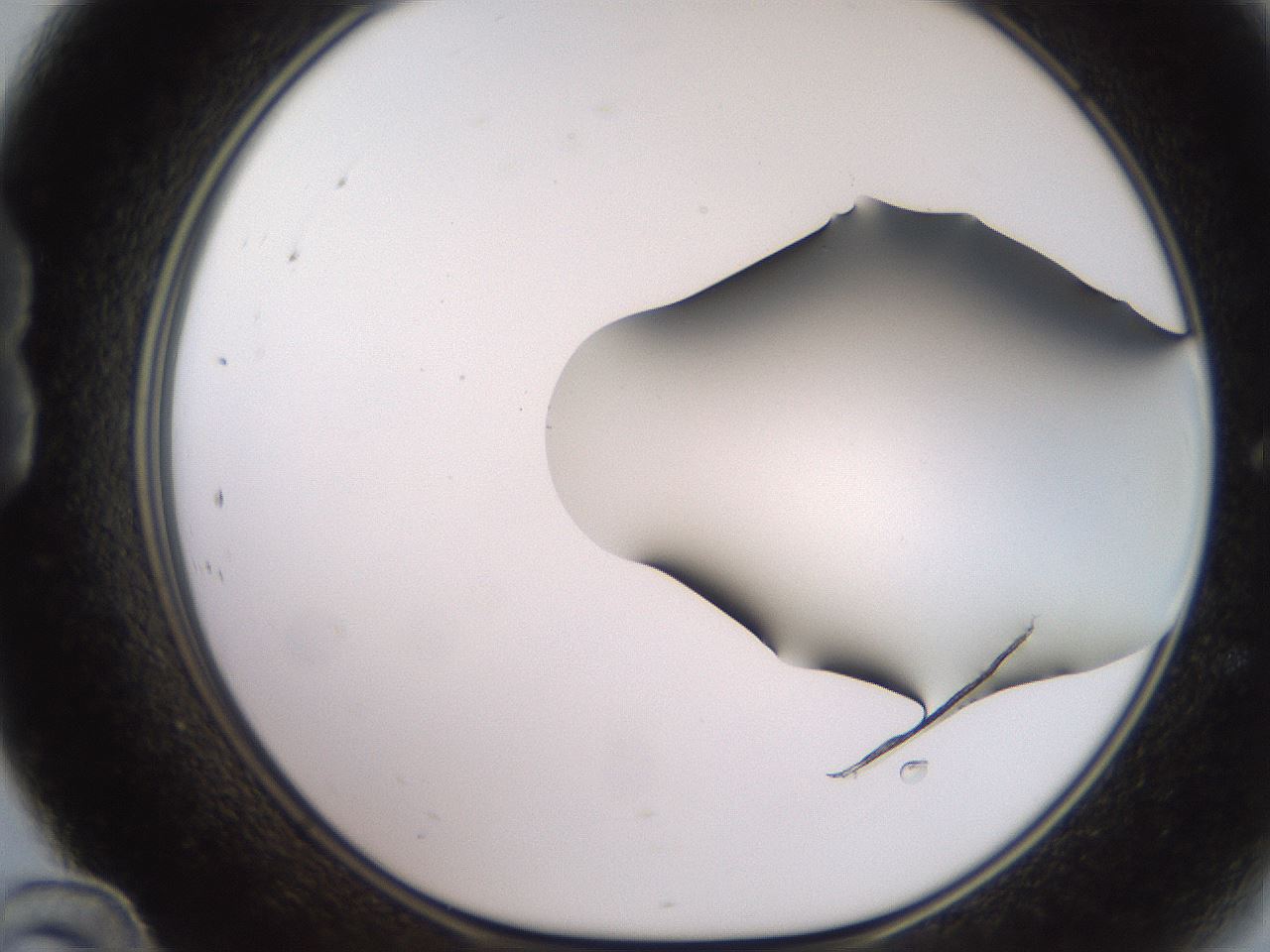 folderID257_plateID2257_batchID10332_wellNum24_profileID1_d1_r156656_ef.jpg