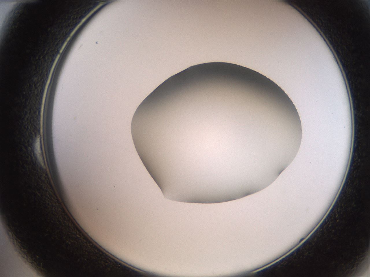 folderID257_plateID2257_batchID10332_wellNum24_profileID1_d2_r156657_ef.jpg