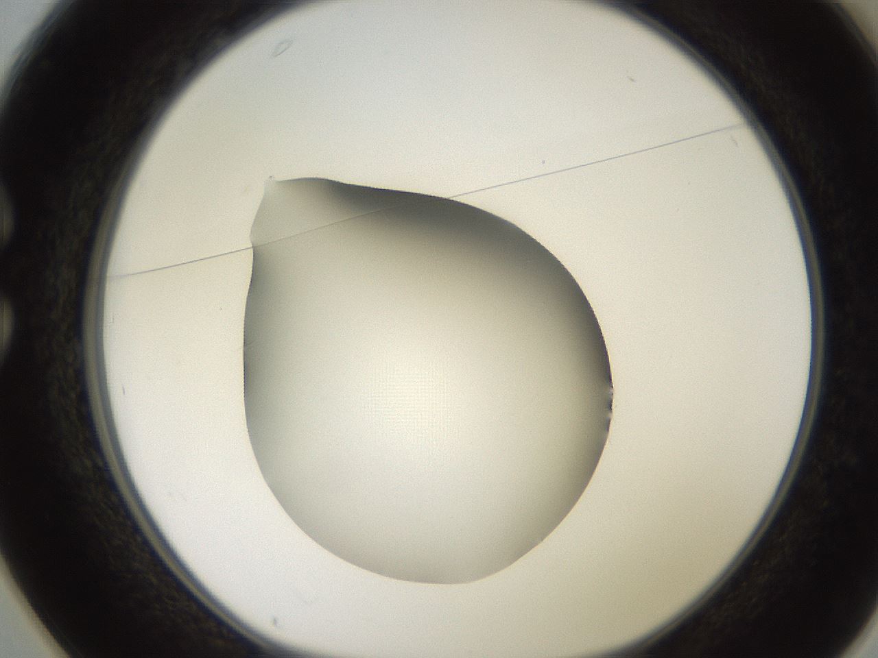 folderID257_plateID2257_batchID10332_wellNum25_profileID1_d1_r156658_ef.jpg