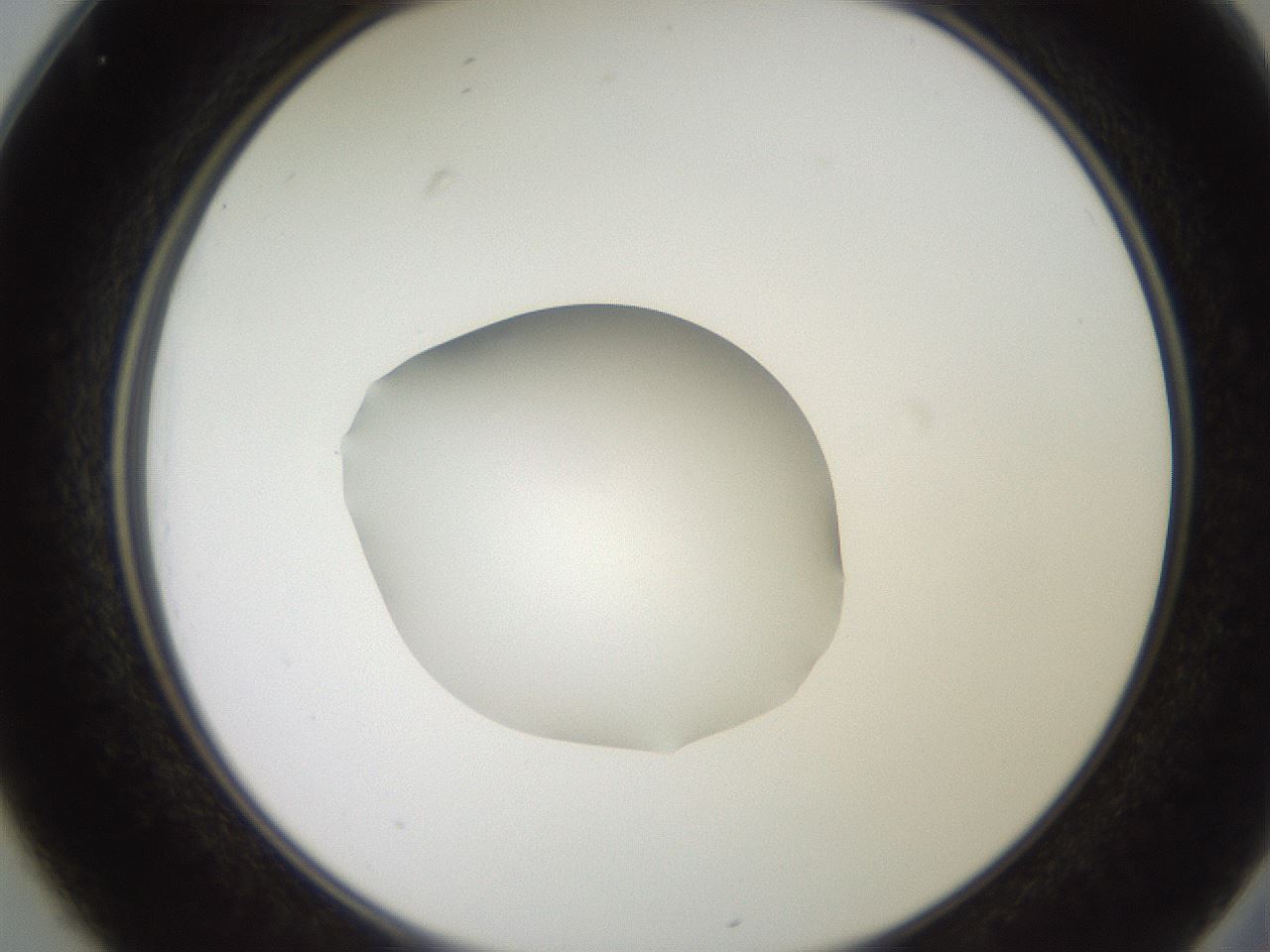 folderID257_plateID2257_batchID10332_wellNum25_profileID1_d2_r156659_ef.jpg