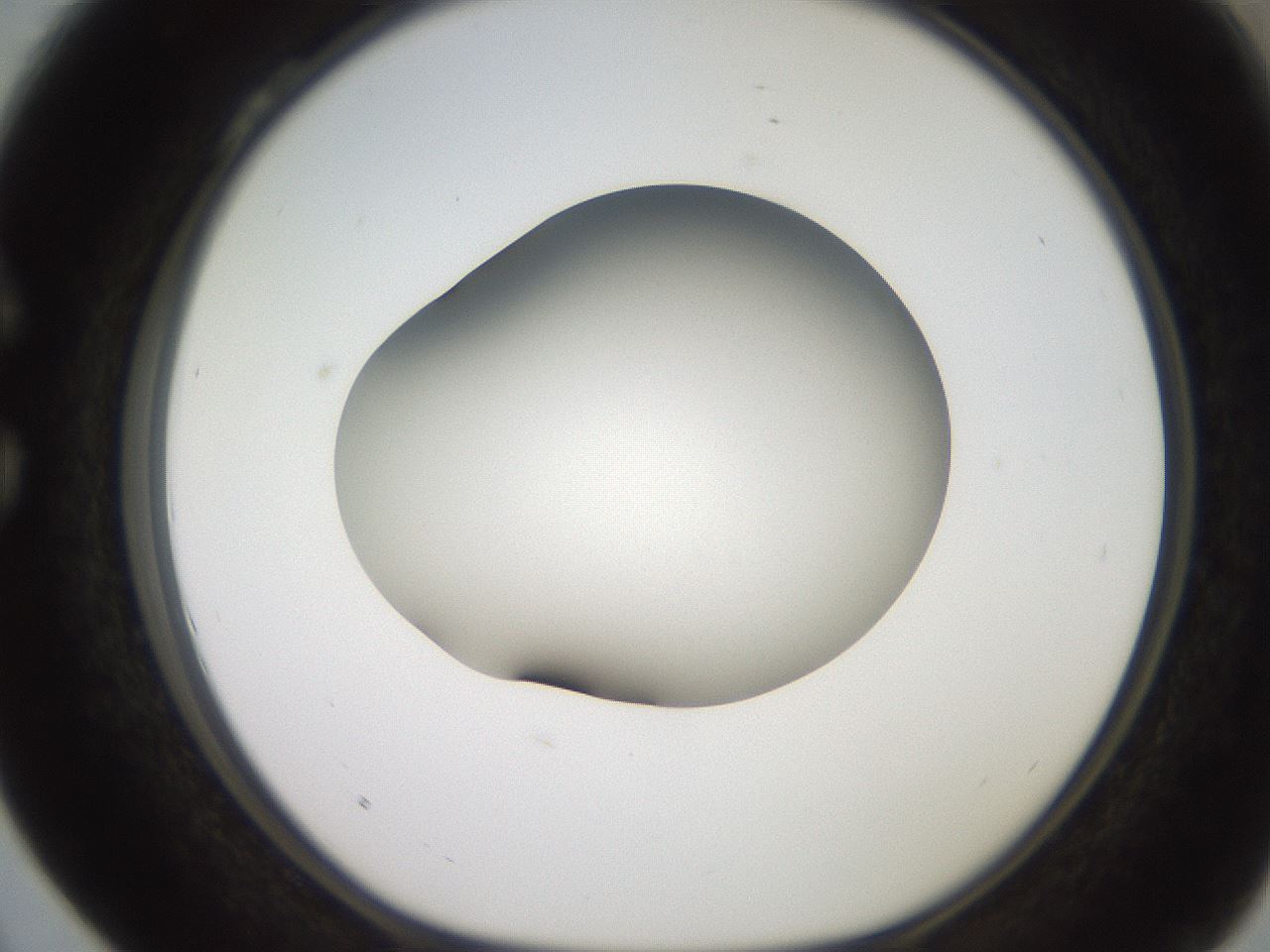 folderID257_plateID2257_batchID10332_wellNum28_profileID1_d1_r156664_ef.jpg