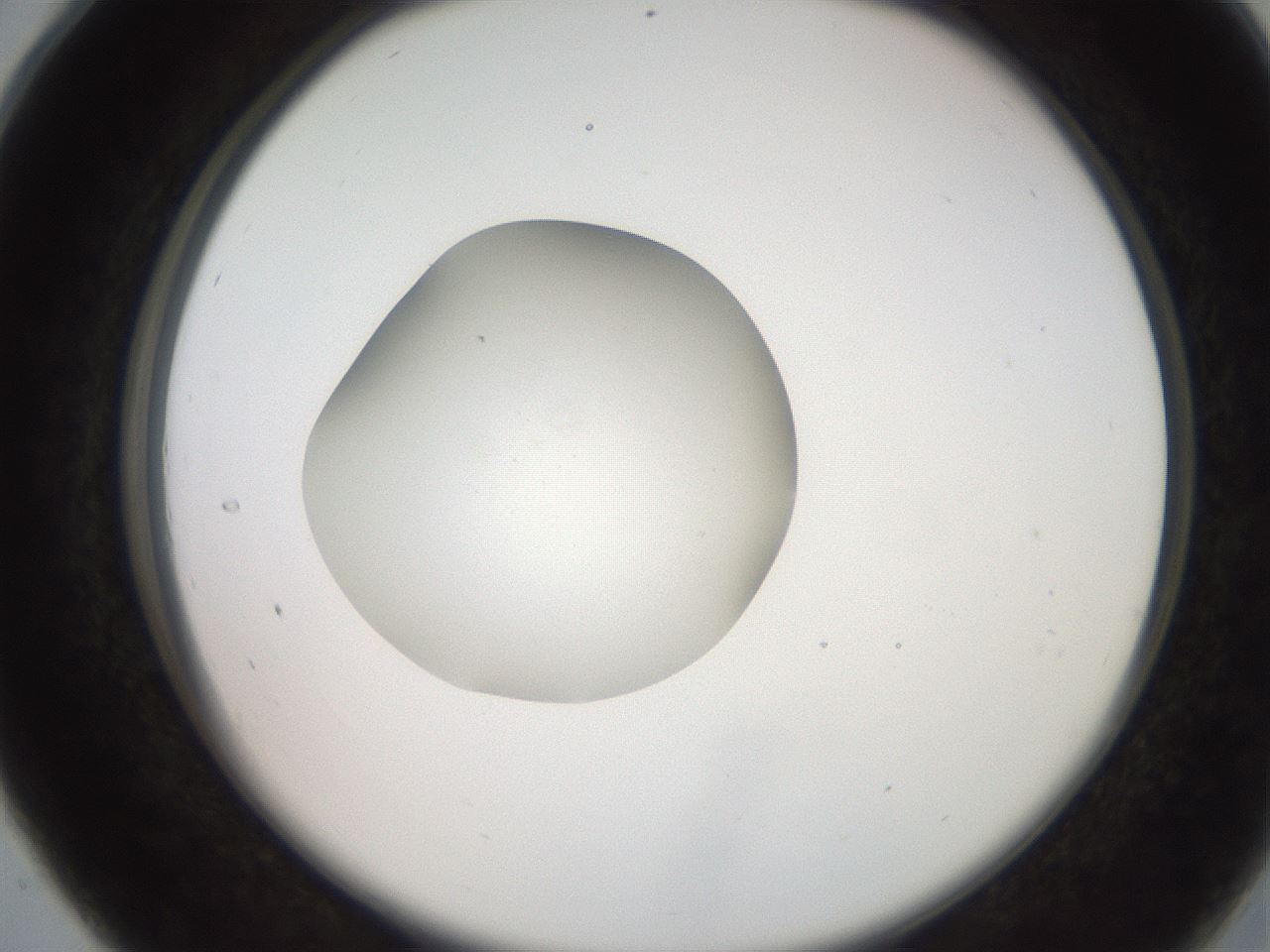 folderID257_plateID2257_batchID10332_wellNum28_profileID1_d2_r156665_ef.jpg
