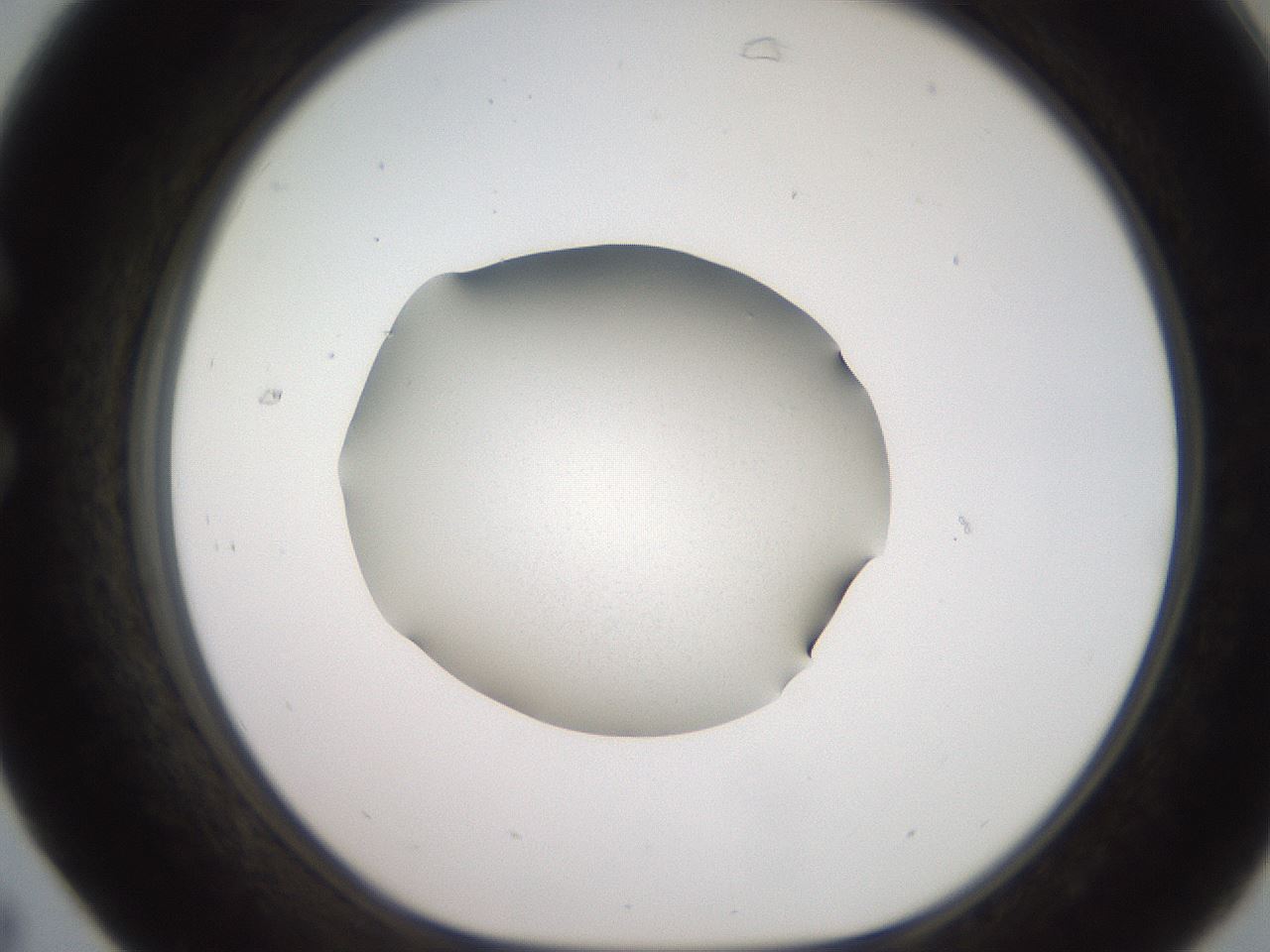 folderID257_plateID2257_batchID10332_wellNum31_profileID1_d1_r156670_ef.jpg