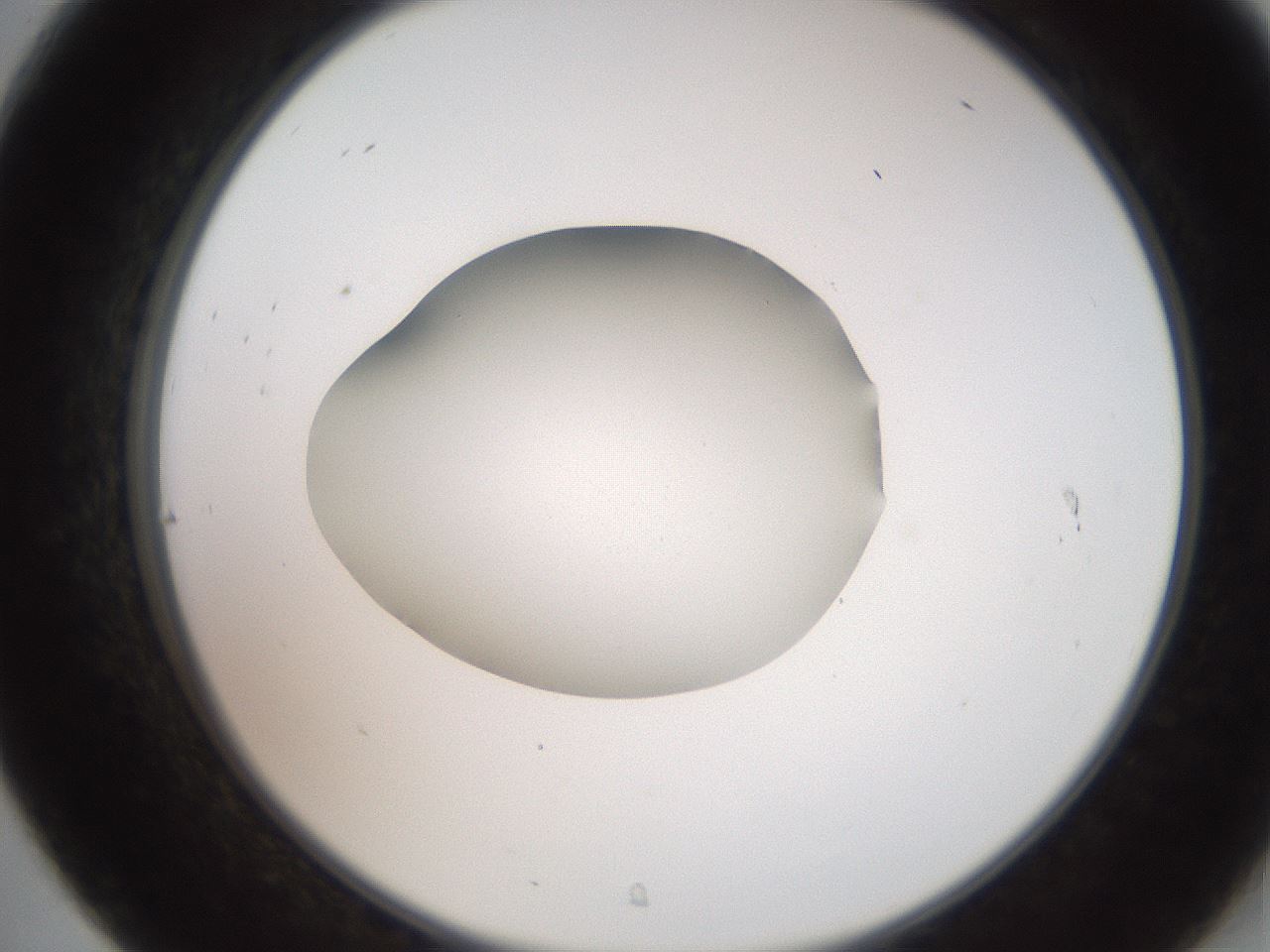 folderID257_plateID2257_batchID10332_wellNum31_profileID1_d2_r156671_ef.jpg