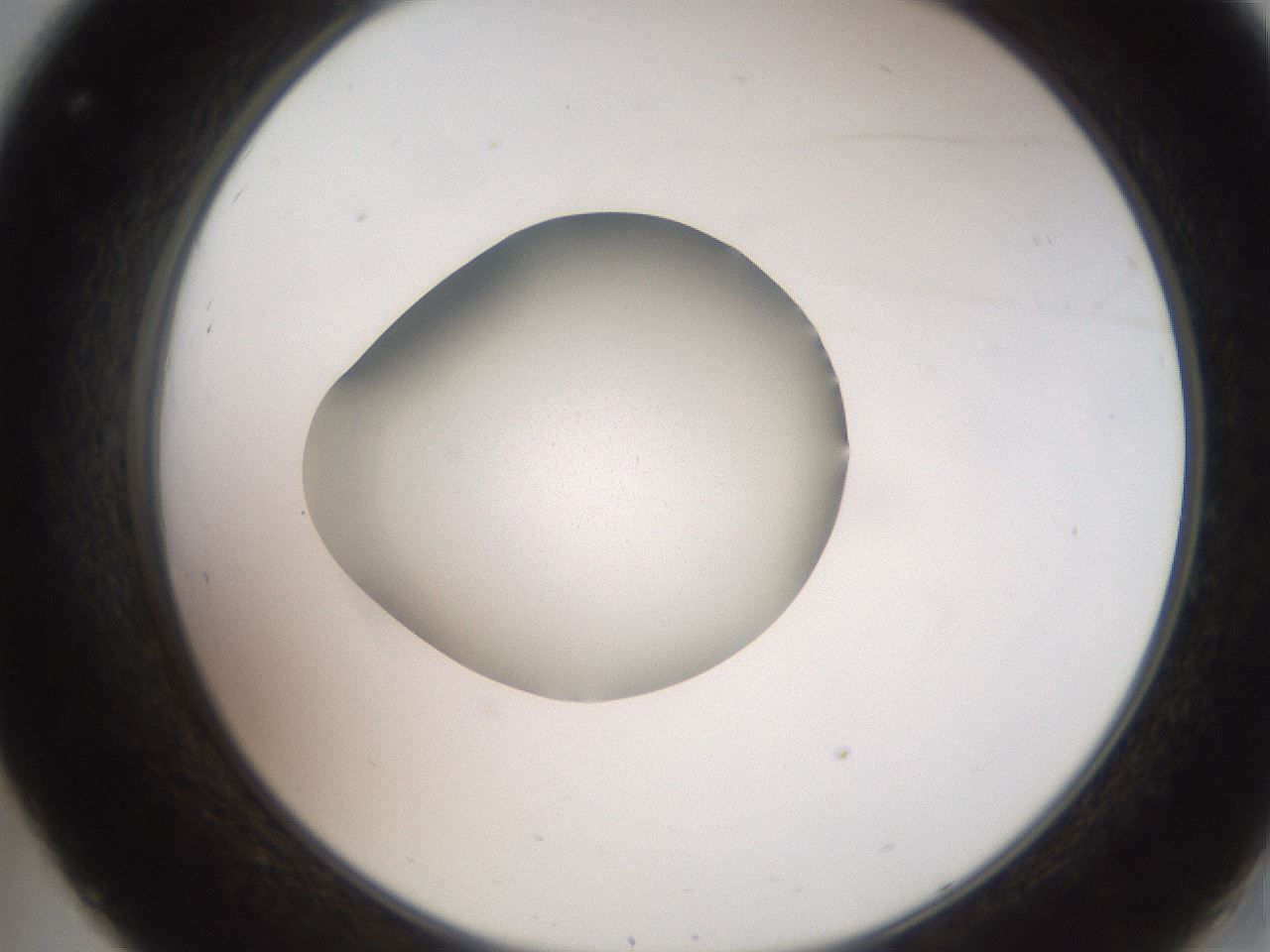 folderID257_plateID2257_batchID10332_wellNum32_profileID1_d2_r156673_ef.jpg