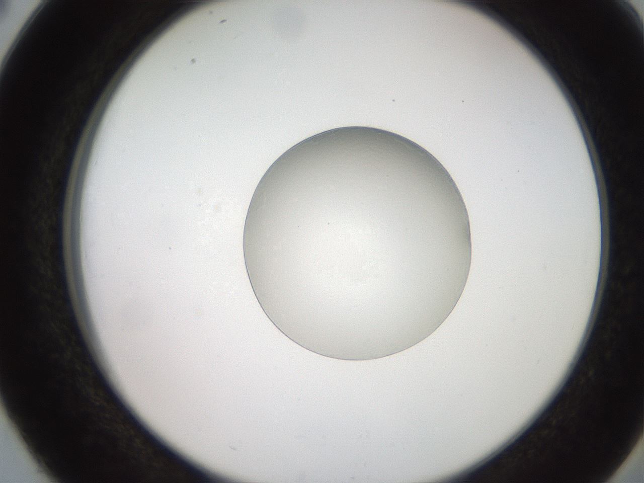 folderID257_plateID2257_batchID10332_wellNum38_profileID1_d2_r156685_ef.jpg