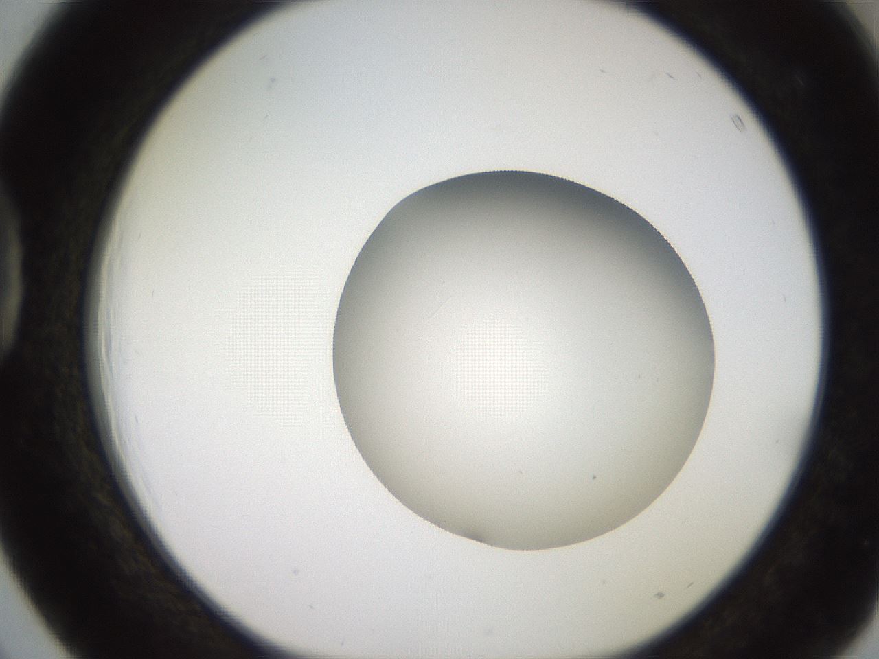 folderID257_plateID2257_batchID10332_wellNum39_profileID1_d1_r156686_ef.jpg