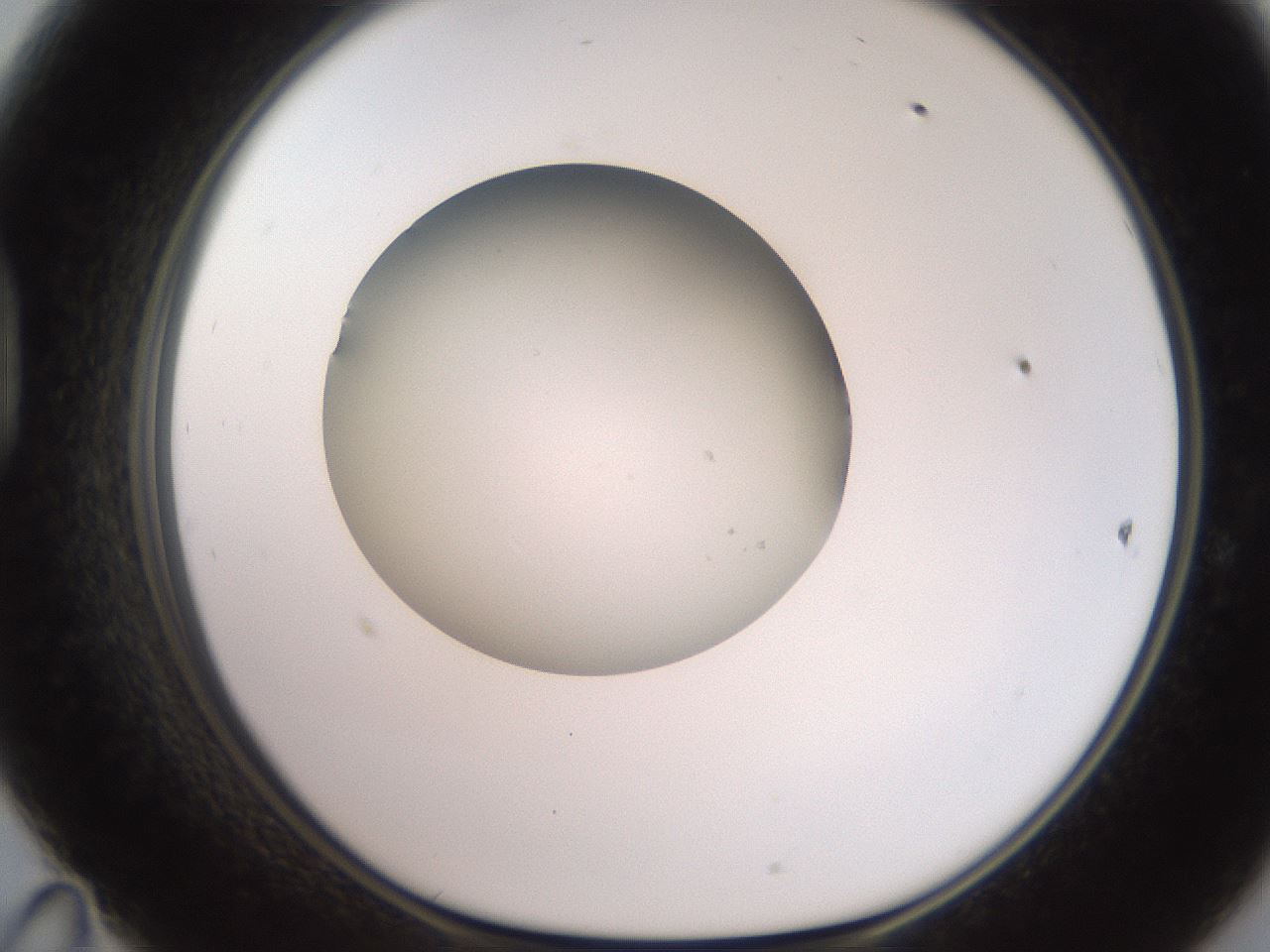 folderID257_plateID2257_batchID10332_wellNum47_profileID1_d1_r156702_ef.jpg