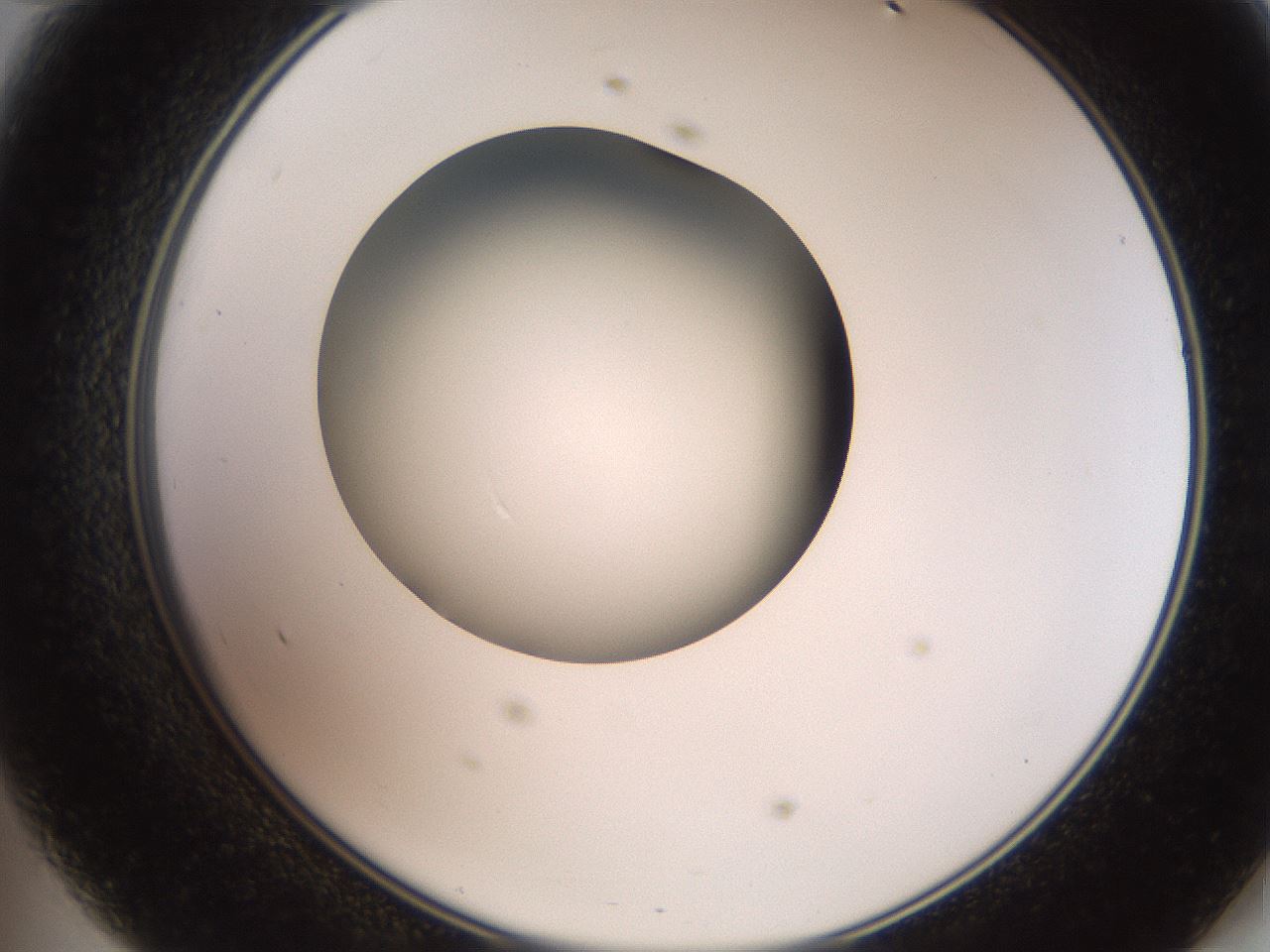 folderID257_plateID2257_batchID10332_wellNum47_profileID1_d2_r156703_ef.jpg