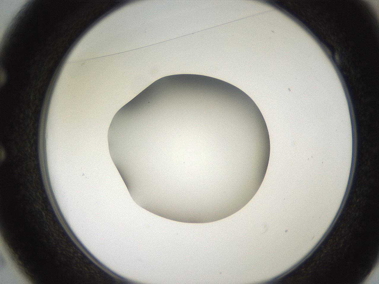 folderID257_plateID2257_batchID10332_wellNum49_profileID1_d1_r156706_ef.jpg