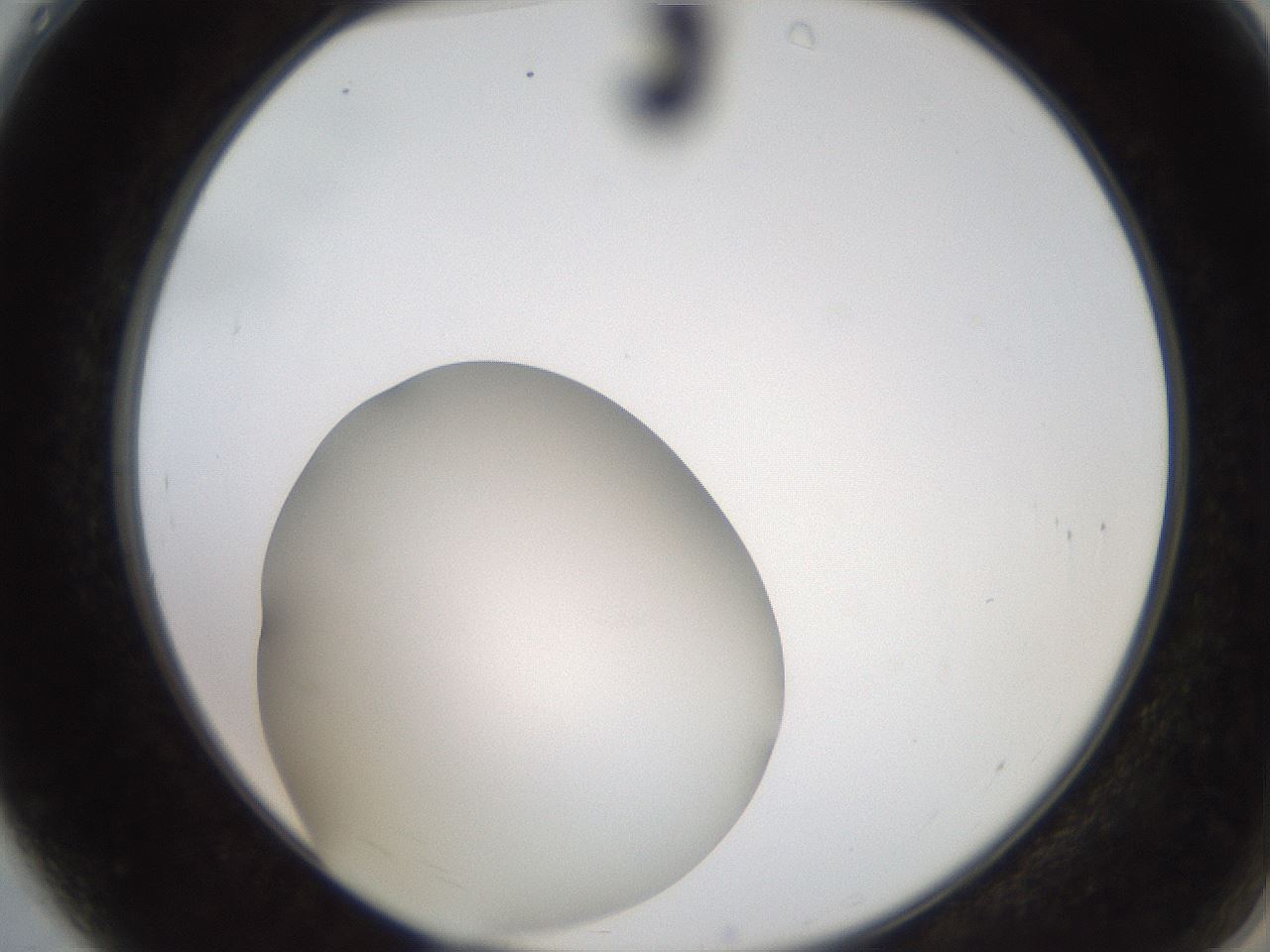folderID257_plateID2257_batchID10332_wellNum4_profileID1_d2_r156617_ef.jpg