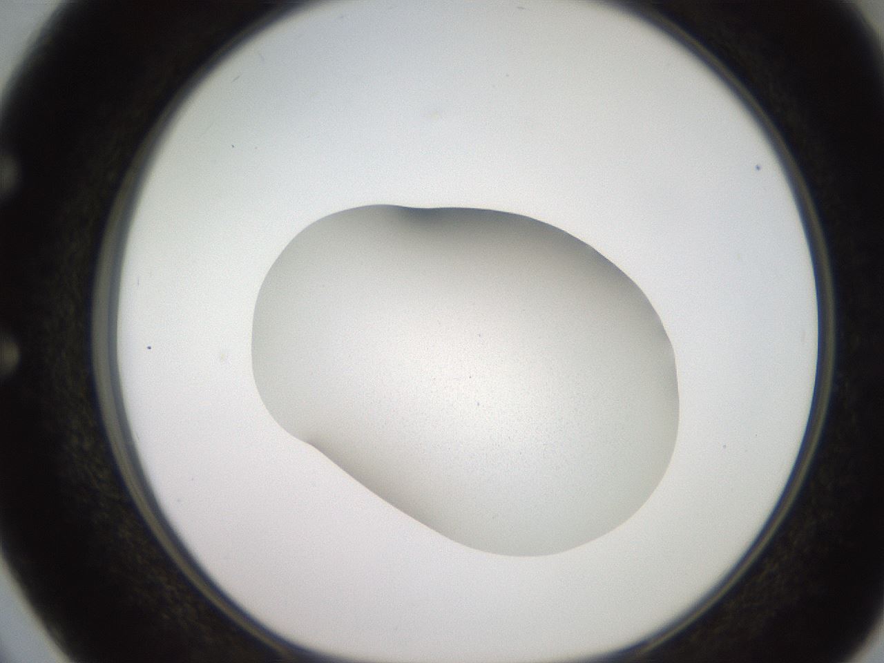 folderID257_plateID2257_batchID10332_wellNum50_profileID1_d1_r156708_ef.jpg