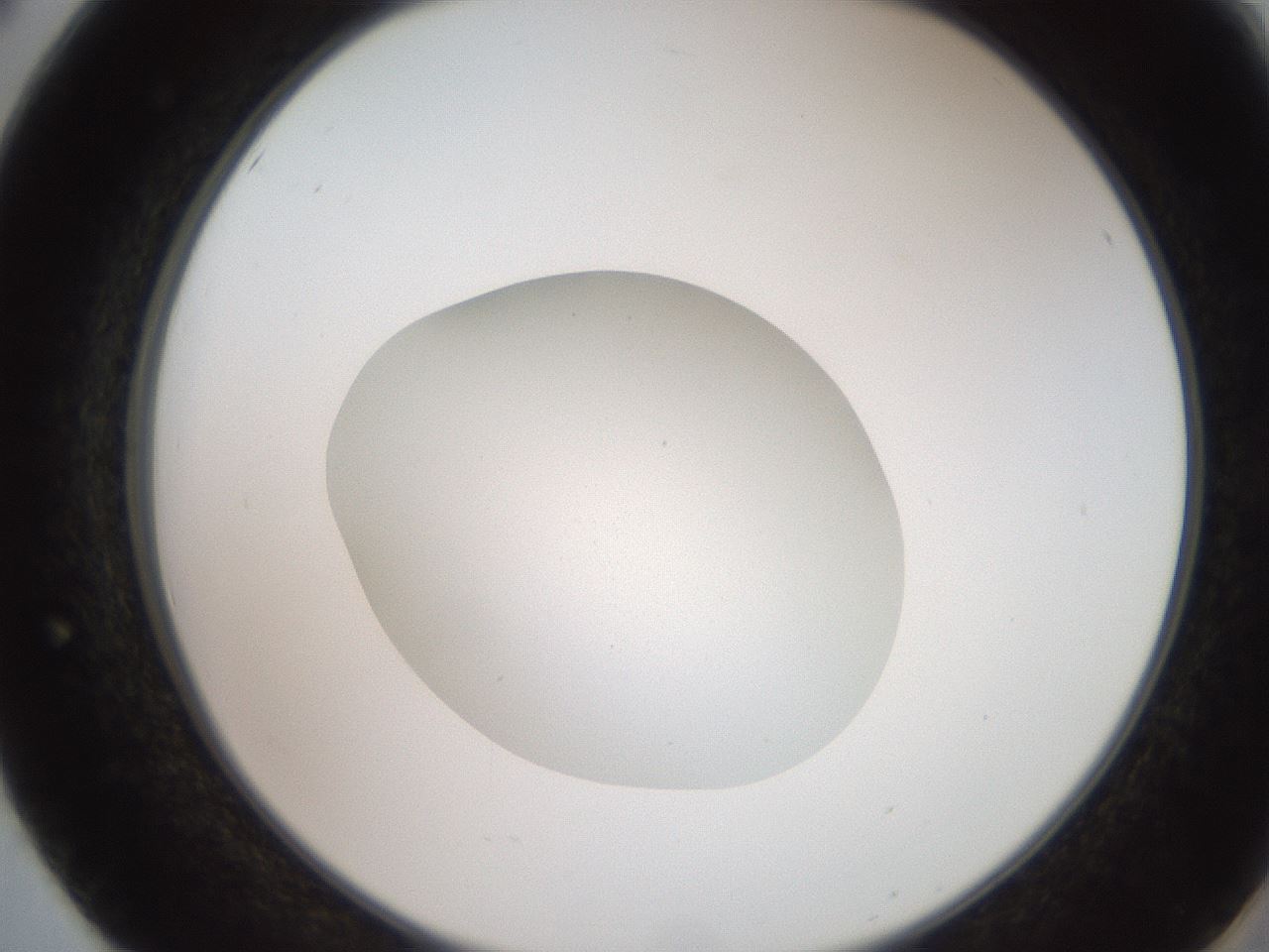 folderID257_plateID2257_batchID10332_wellNum50_profileID1_d2_r156709_ef.jpg