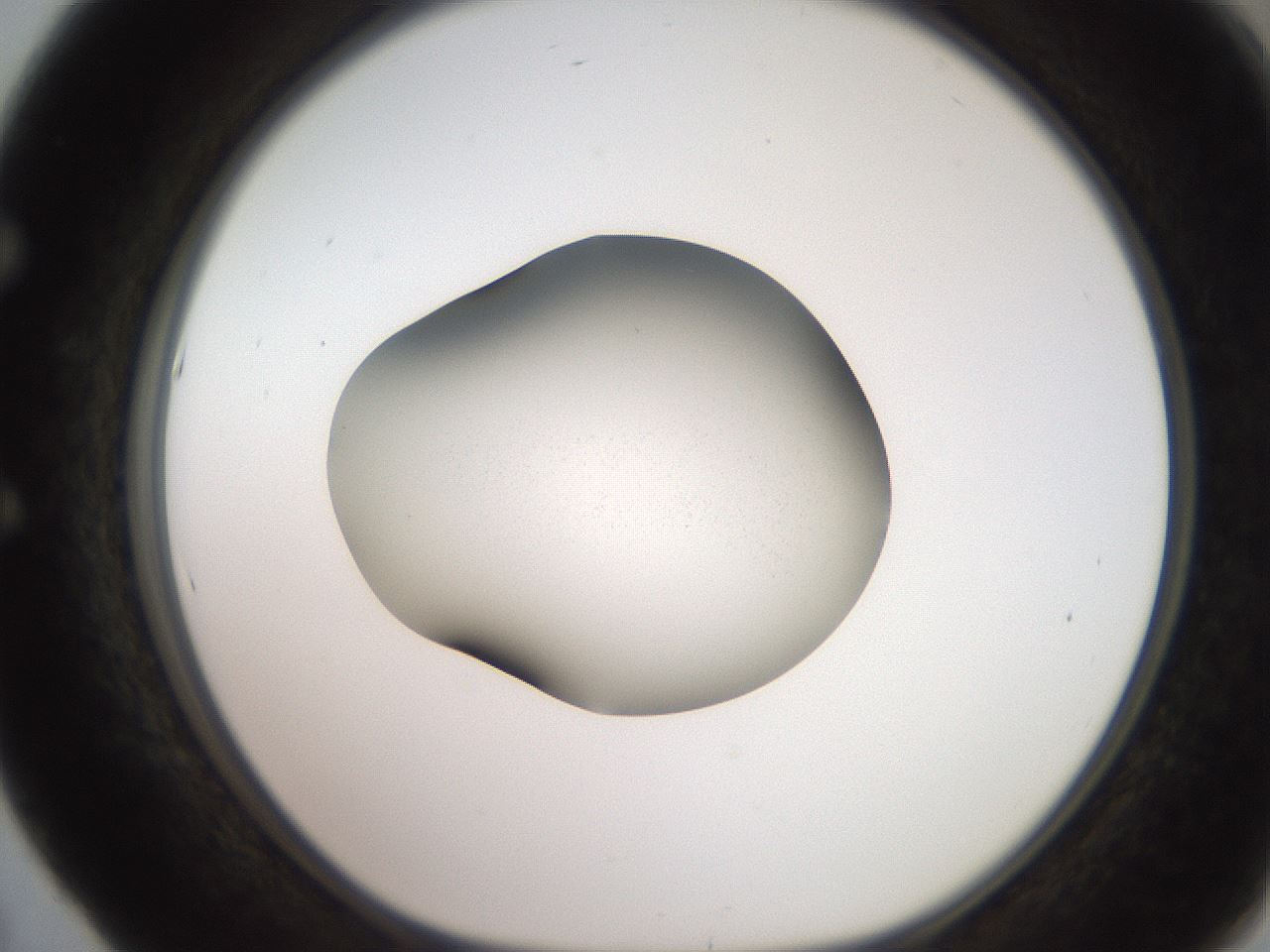 folderID257_plateID2257_batchID10332_wellNum53_profileID1_d1_r156714_ef.jpg