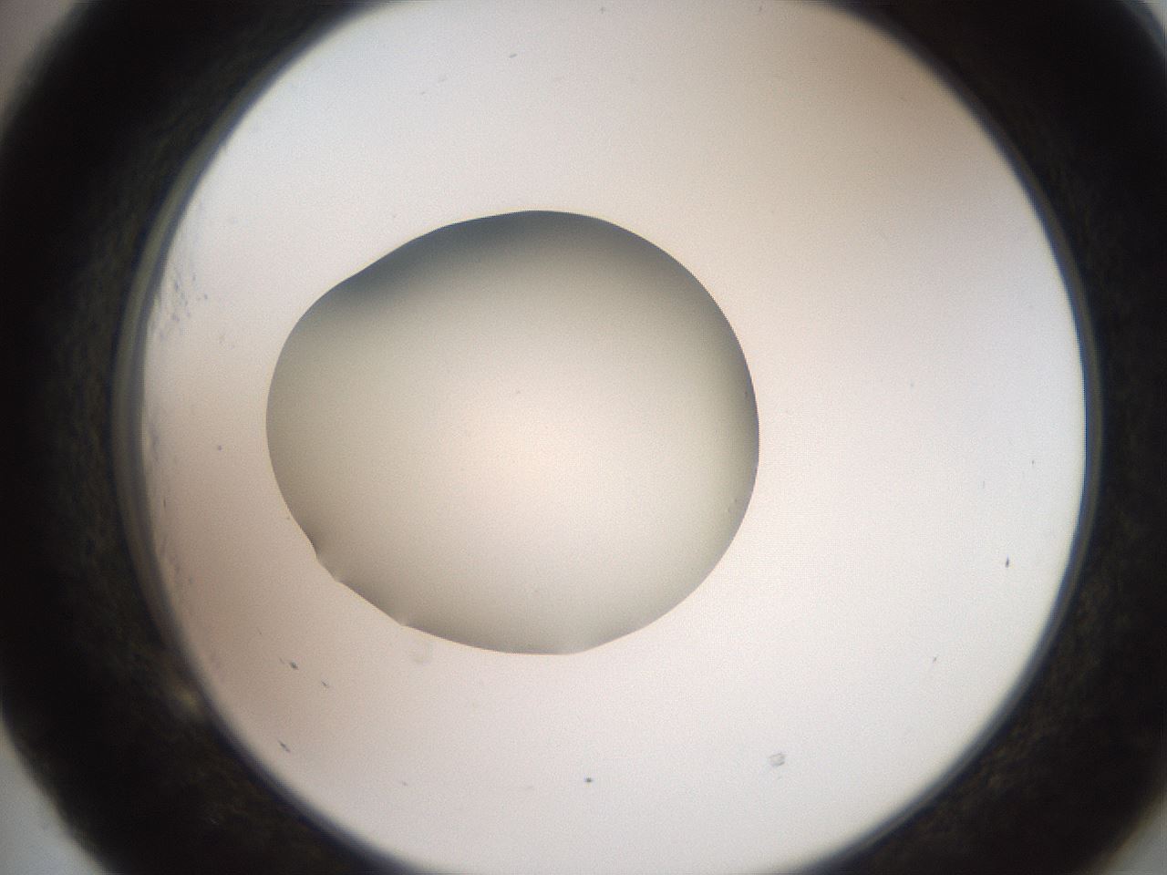 folderID257_plateID2257_batchID10332_wellNum53_profileID1_d2_r156715_ef.jpg