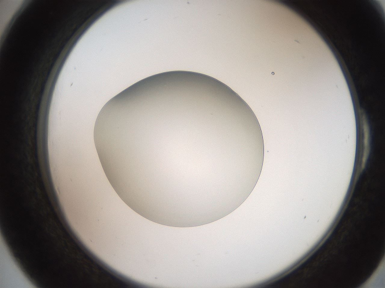 folderID257_plateID2257_batchID10332_wellNum54_profileID1_d2_r156717_ef.jpg