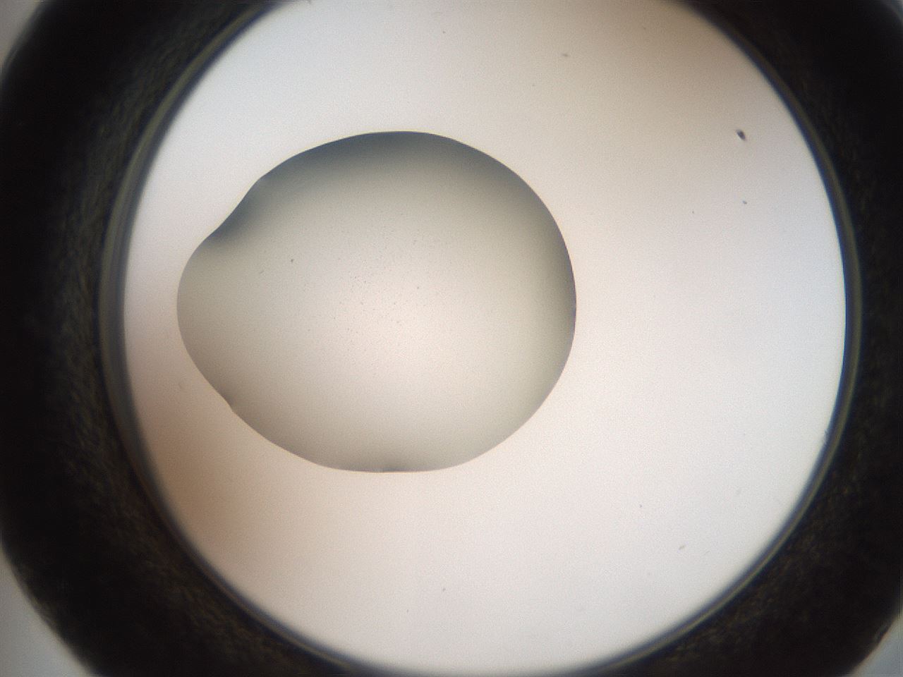 folderID257_plateID2257_batchID10332_wellNum57_profileID1_d2_r156723_ef.jpg