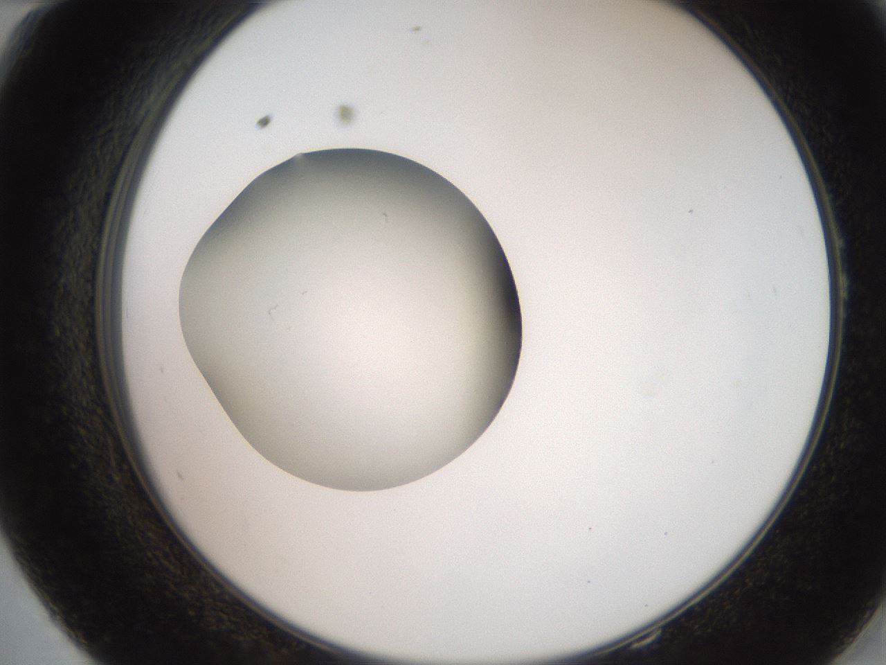 folderID257_plateID2257_batchID10332_wellNum58_profileID1_d2_r156725_ef.jpg