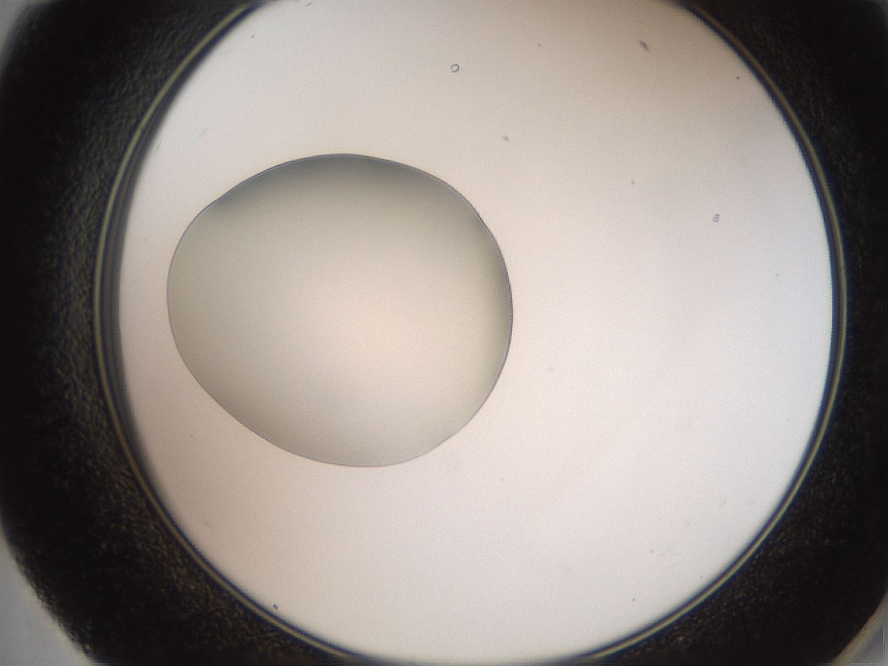 folderID257_plateID2257_batchID10332_wellNum59_profileID1_d2_r156727_ef.jpg