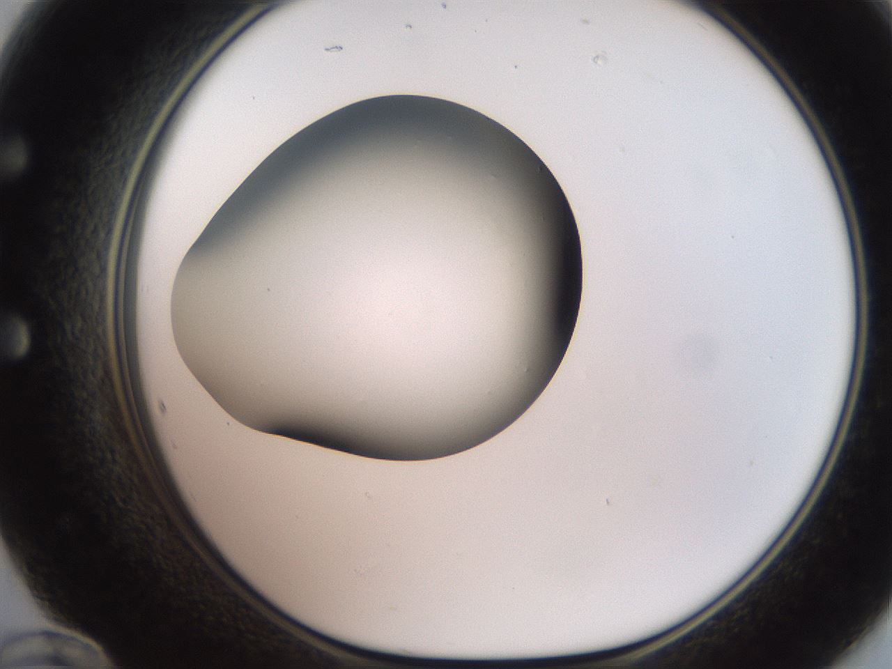 folderID257_plateID2257_batchID10332_wellNum60_profileID1_d1_r156728_ef.jpg