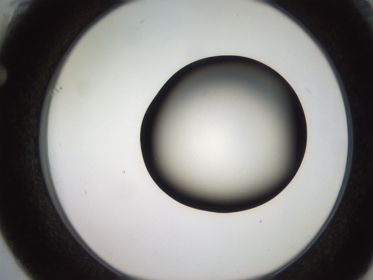 folderID257_plateID2257_batchID10332_wellNum61_profileID1_d1_r156730_ef.jpg