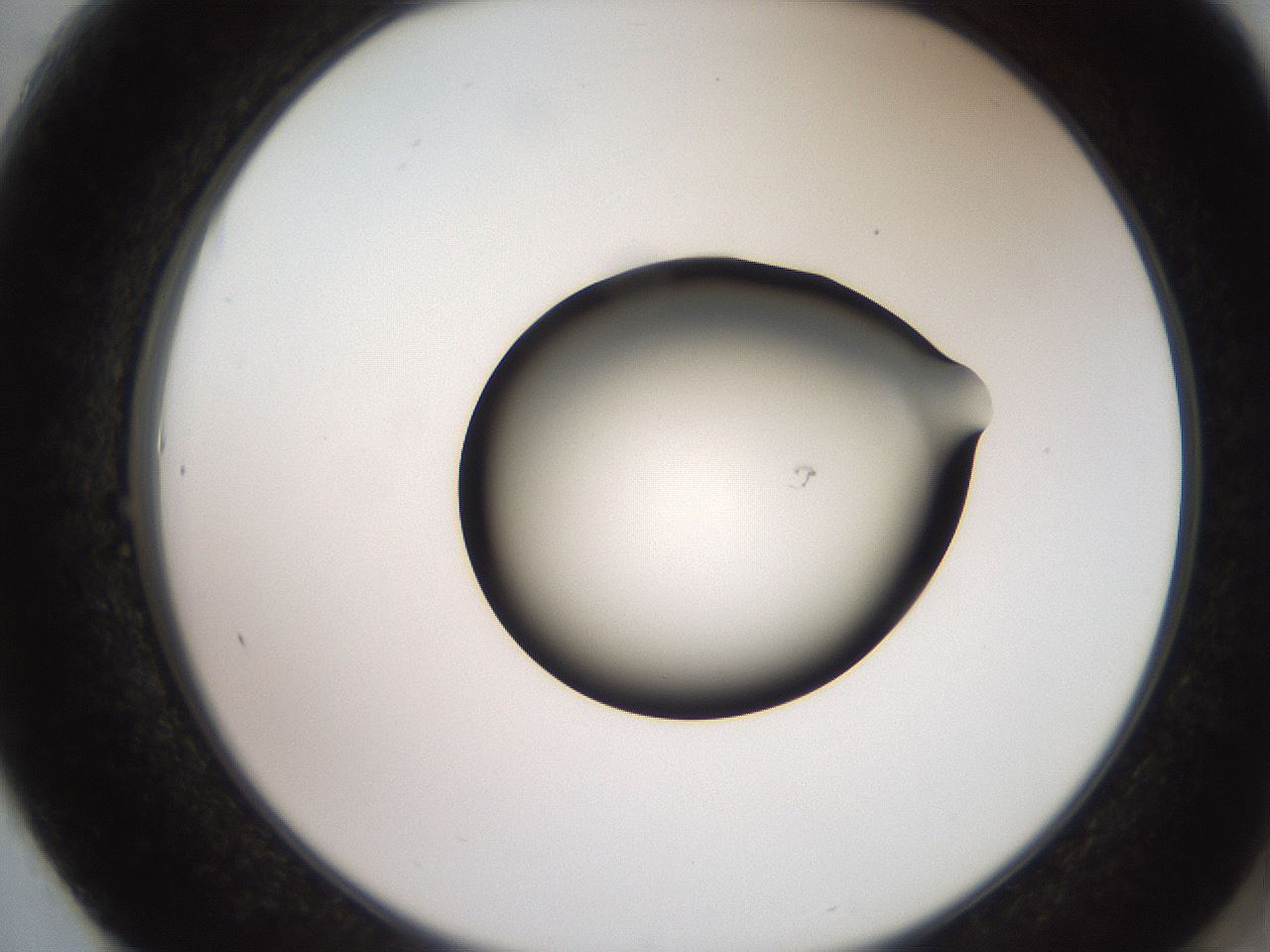 folderID257_plateID2257_batchID10332_wellNum61_profileID1_d2_r156731_ef.jpg