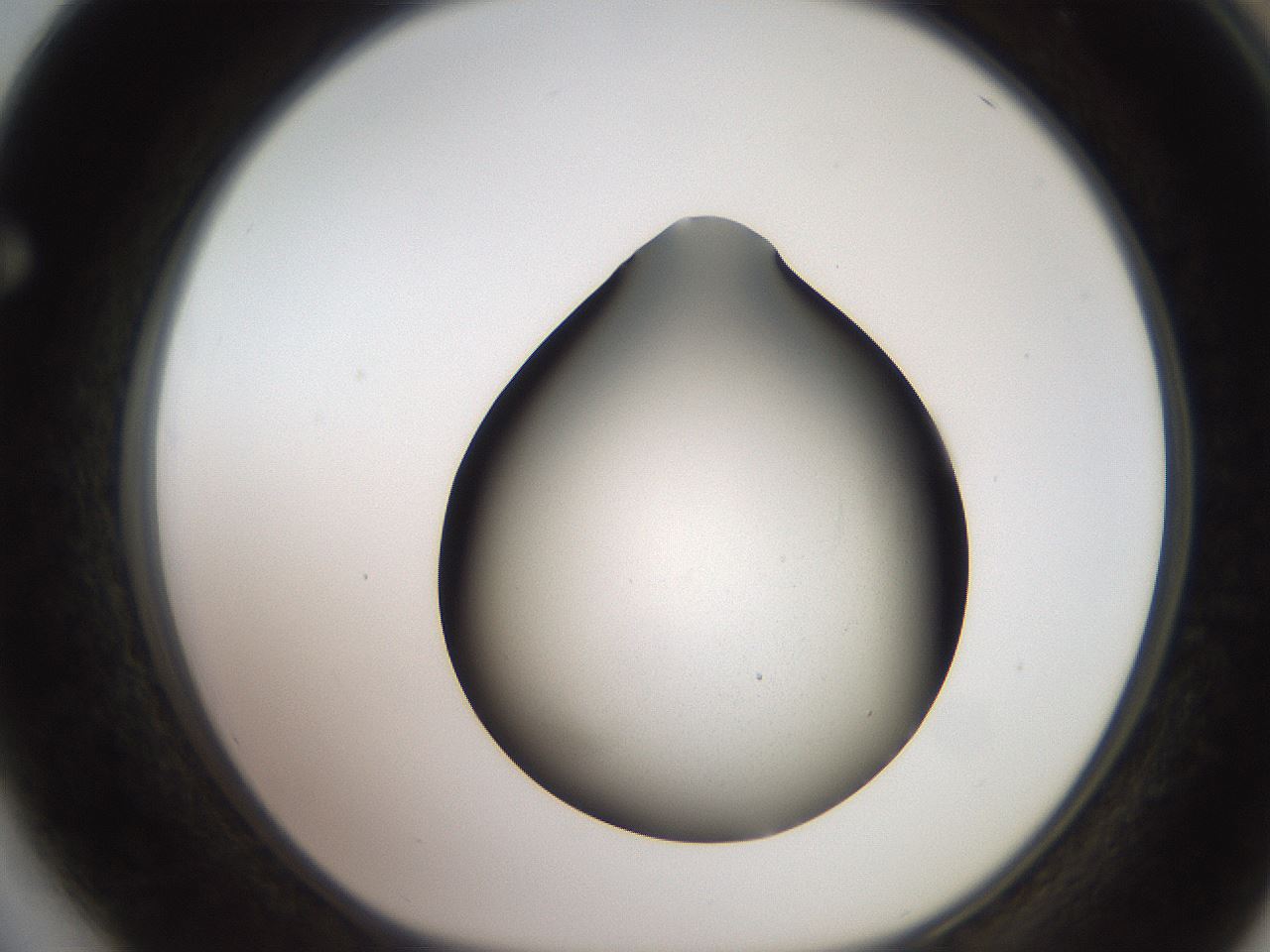 folderID257_plateID2257_batchID10332_wellNum64_profileID1_d1_r156736_ef.jpg