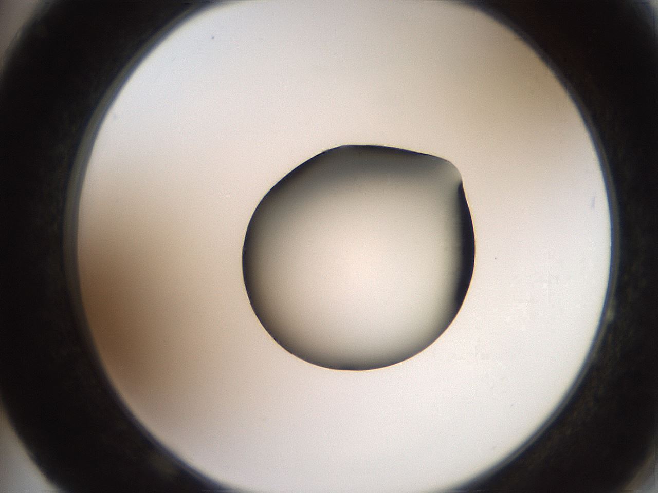 folderID257_plateID2257_batchID10332_wellNum64_profileID1_d2_r156737_ef.jpg