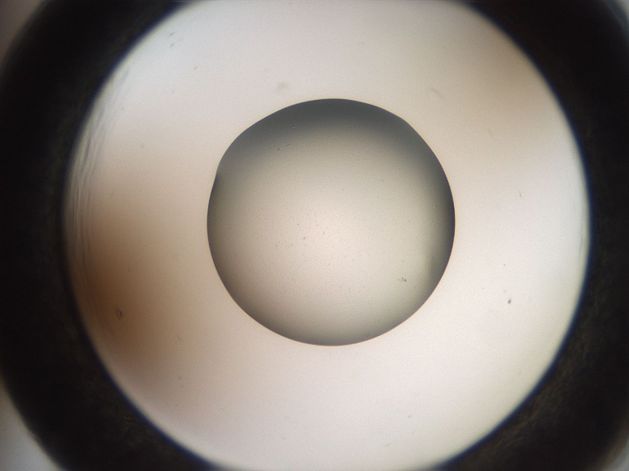 folderID257_plateID2257_batchID10332_wellNum65_profileID1_d2_r156739_ef.jpg