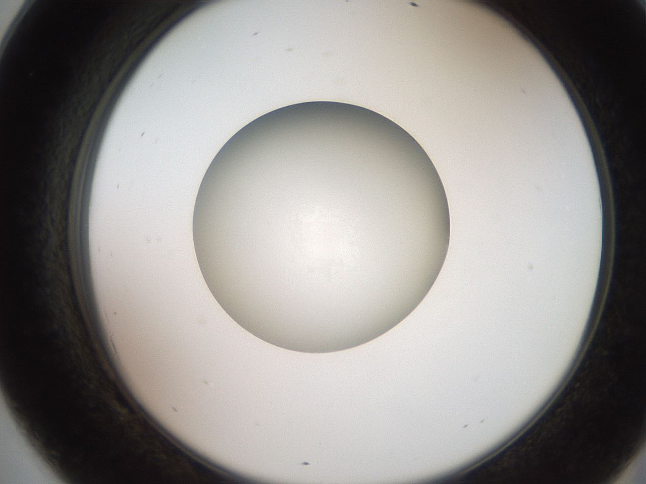 folderID257_plateID2257_batchID10332_wellNum69_profileID1_d2_r156747_ef.jpg
