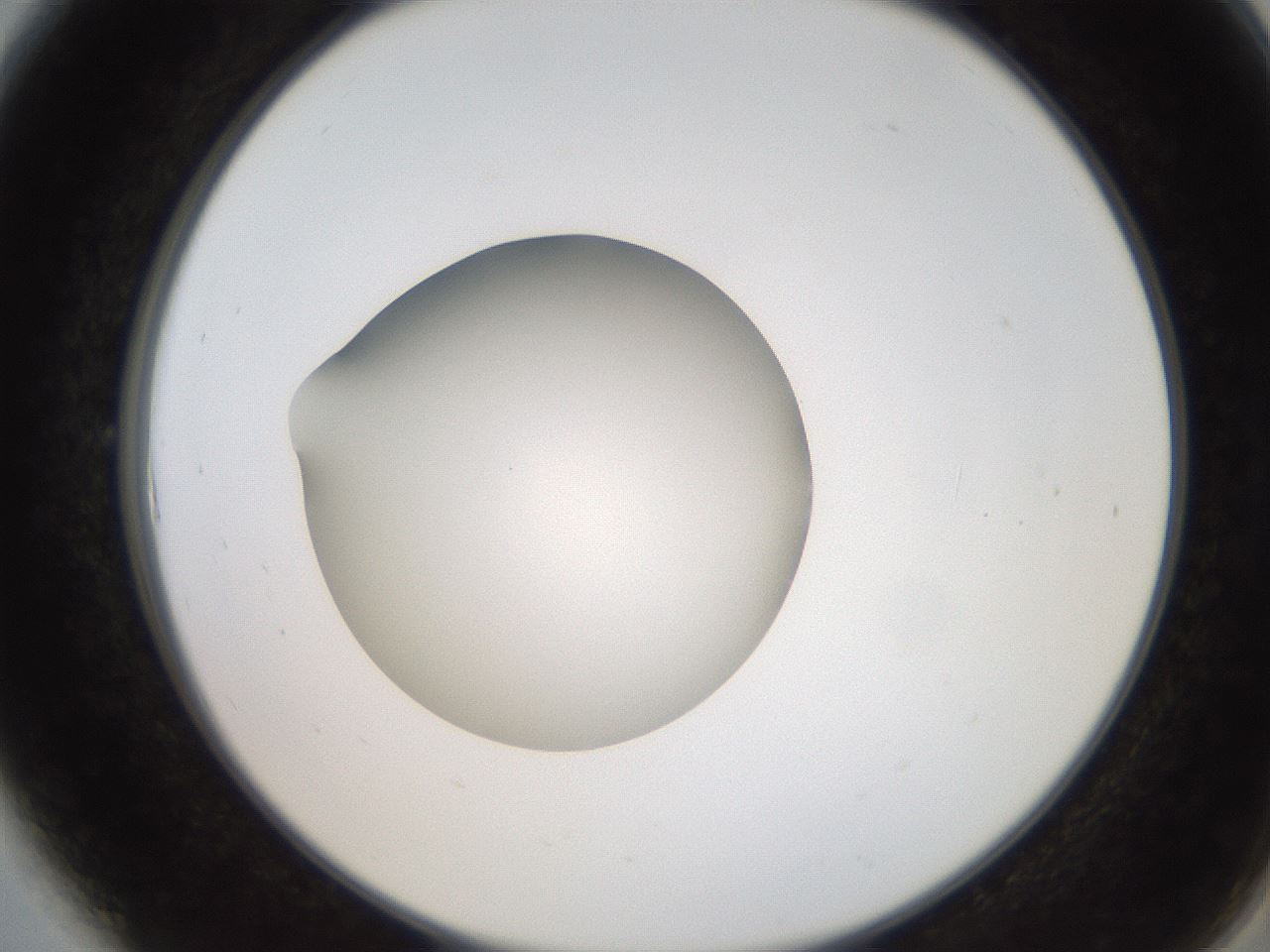 folderID257_plateID2257_batchID10332_wellNum6_profileID1_d2_r156621_ef.jpg