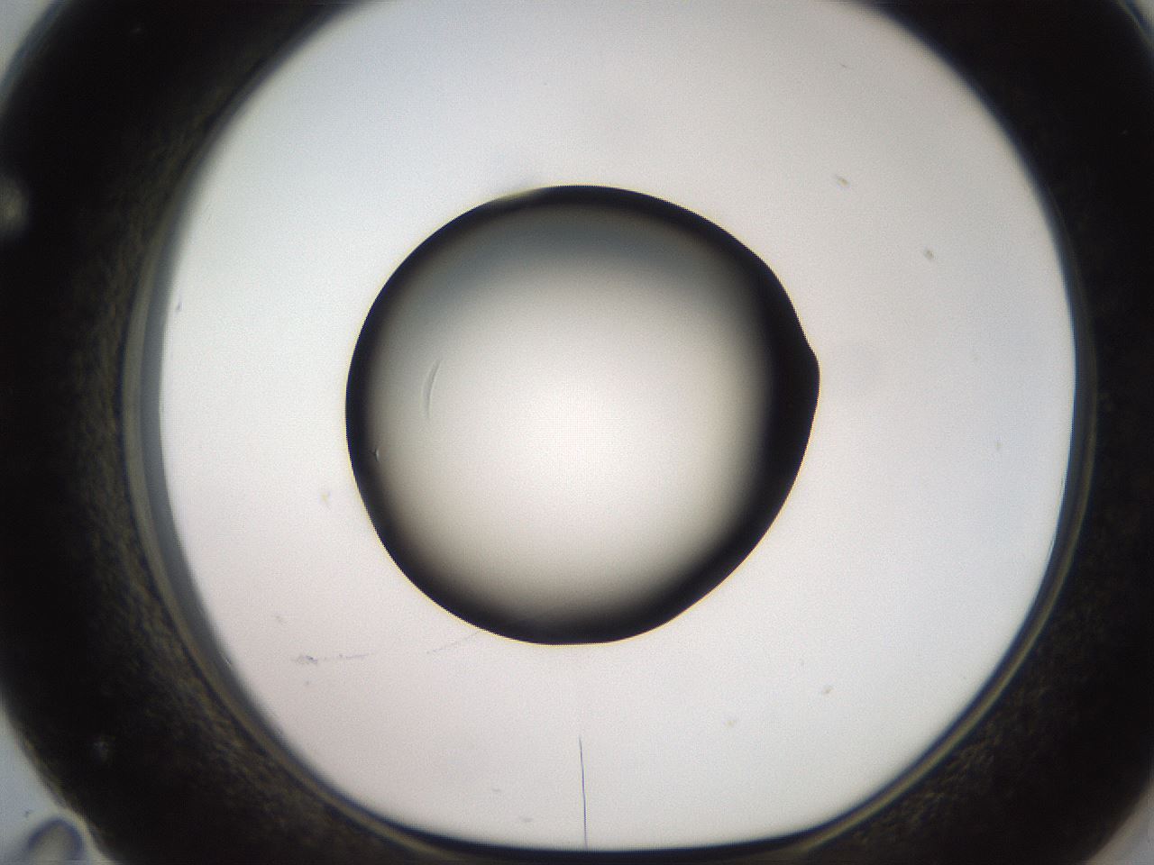 folderID257_plateID2257_batchID10332_wellNum71_profileID1_d1_r156750_ef.jpg