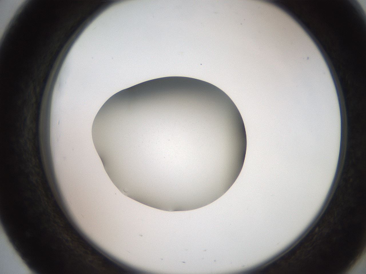 folderID257_plateID2257_batchID10332_wellNum51_profileID1_d2_r156711_ef.jpg