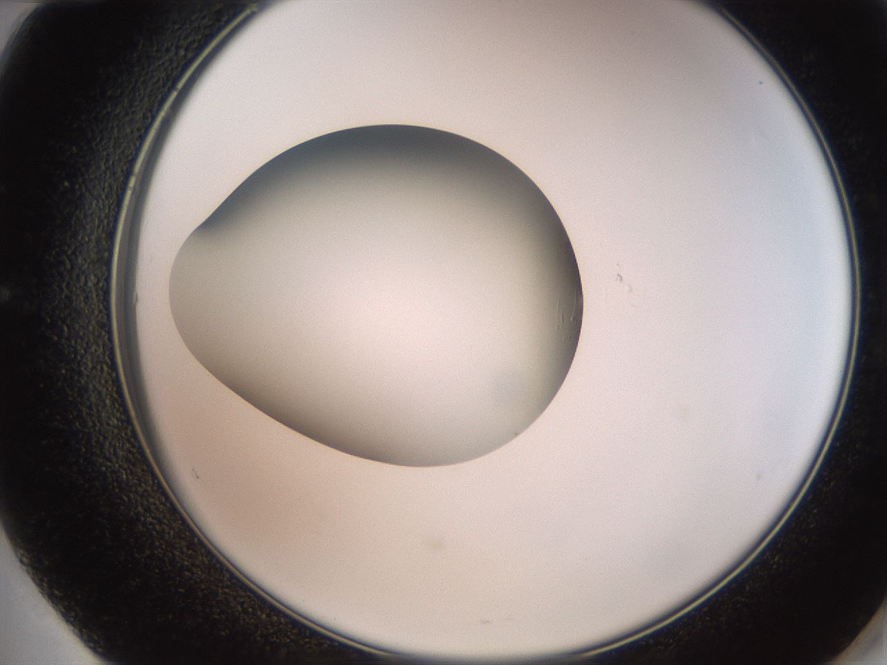 folderID257_plateID2257_batchID10332_wellNum60_profileID1_d2_r156729_ef.jpg