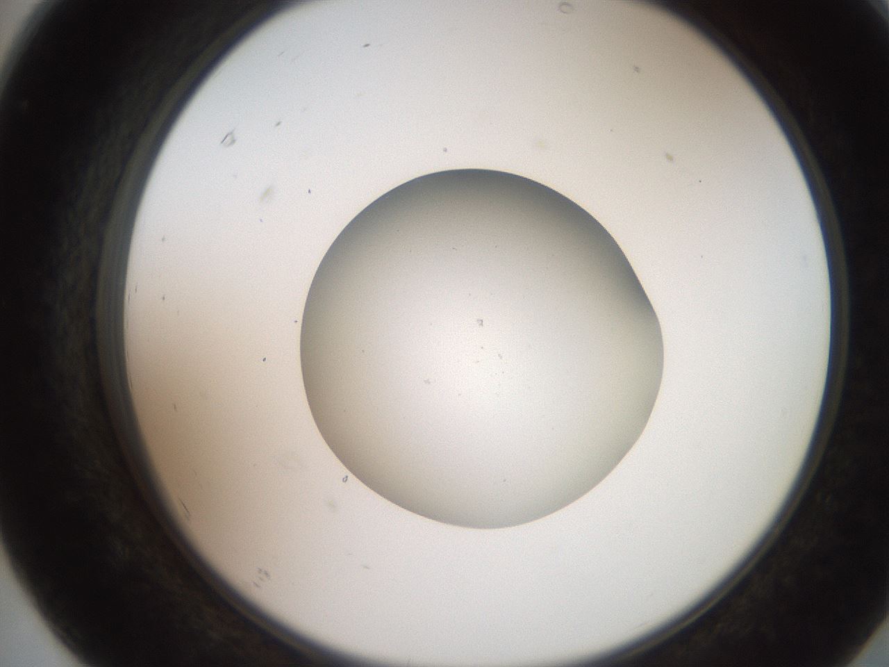 folderID257_plateID2257_batchID10332_wellNum67_profileID1_d2_r156743_ef.jpg