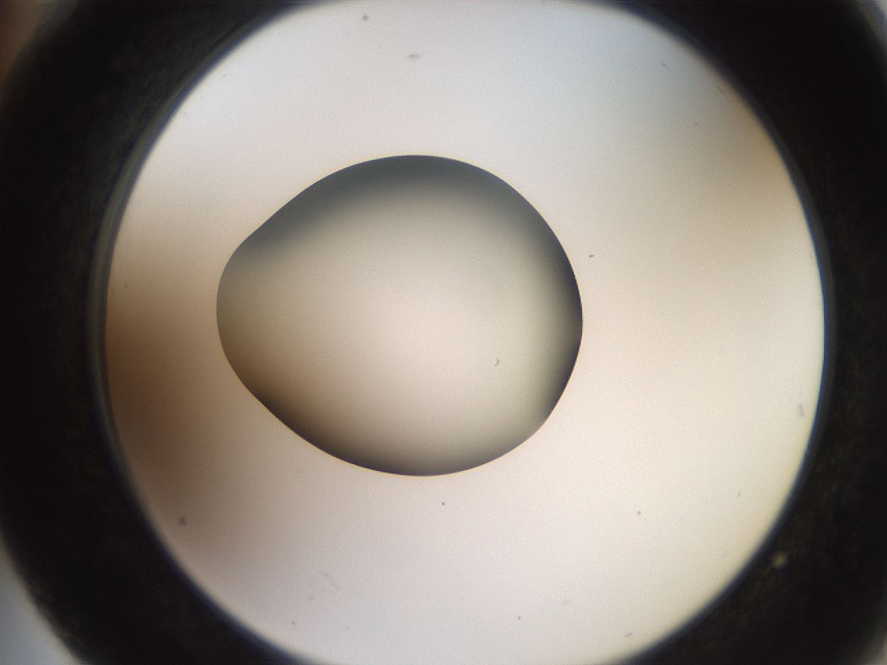 folderID257_plateID2257_batchID10332_wellNum76_profileID1_d2_r156761_ef.jpg