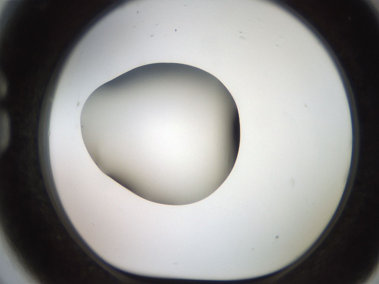 folderID257_plateID2257_batchID10332_wellNum81_profileID1_d1_r156770_ef.jpg