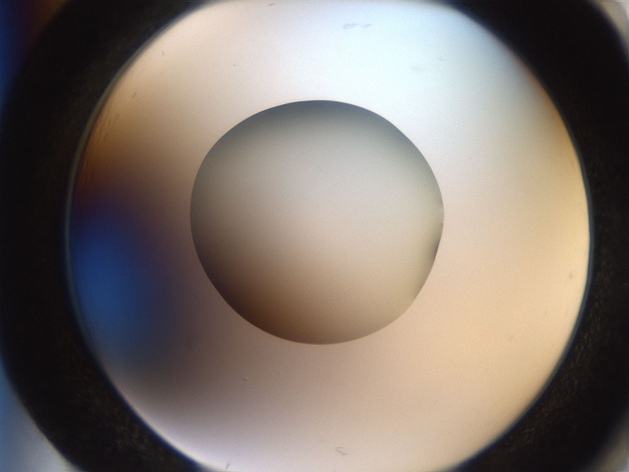 folderID257_plateID2257_batchID10332_wellNum85_profileID1_d2_r156779_ef.jpg