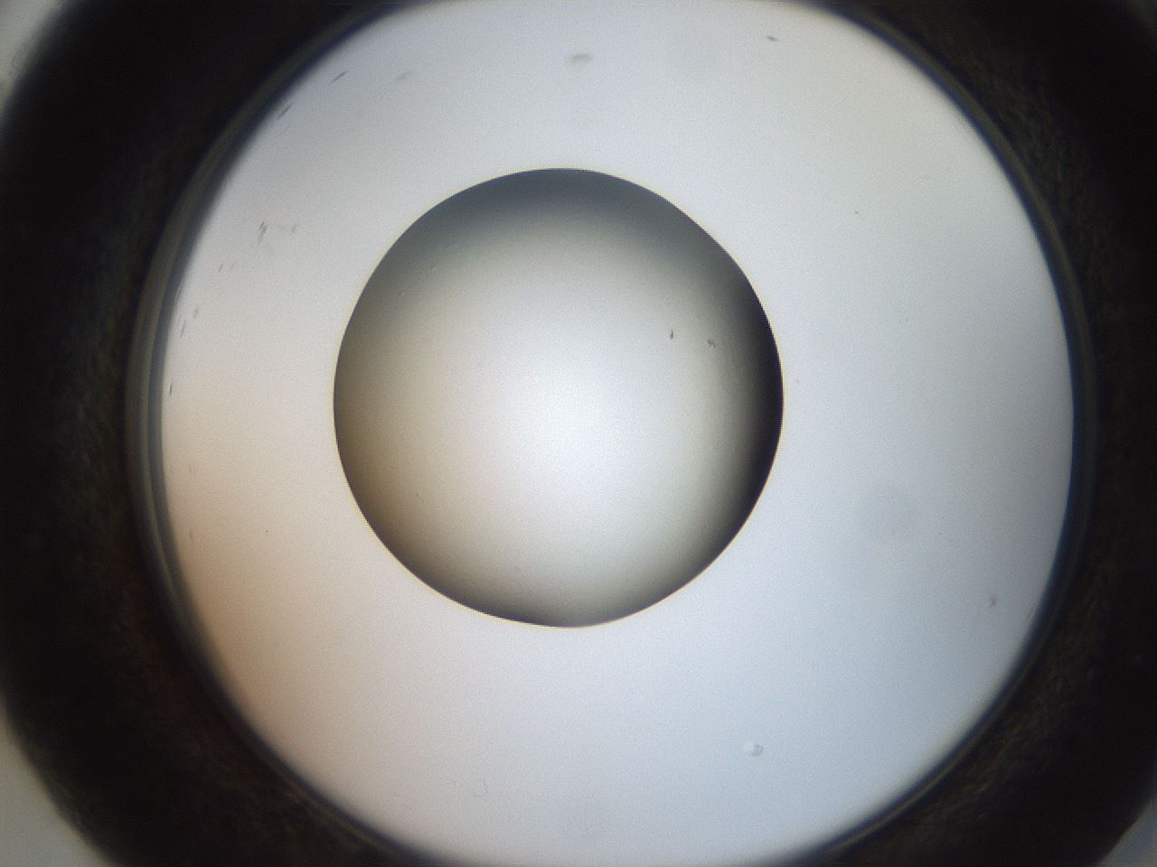 folderID257_plateID2257_batchID10332_wellNum92_profileID1_d2_r156793_ef.jpg