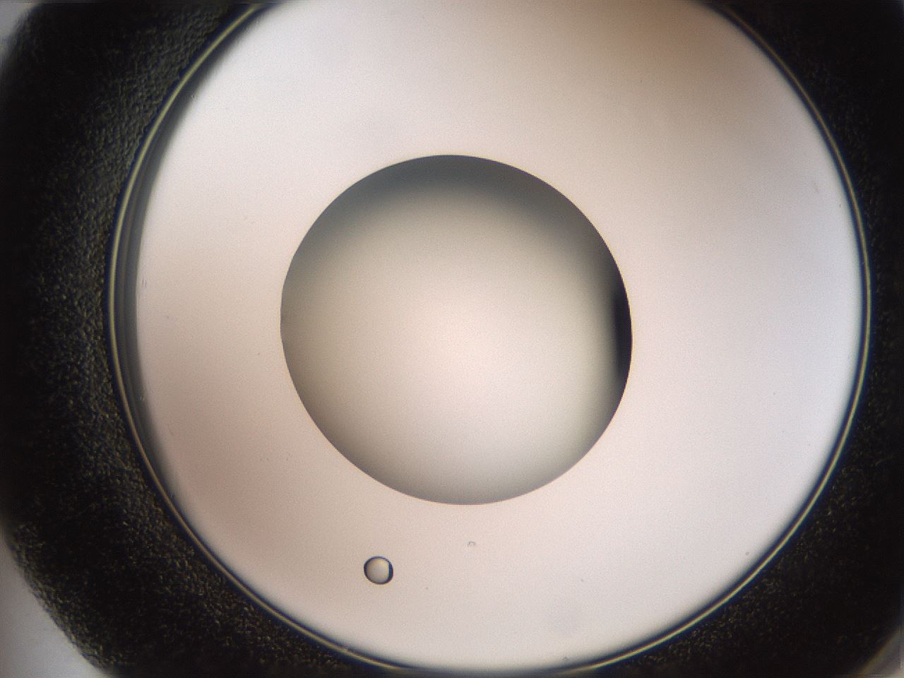 folderID257_plateID2257_batchID10332_wellNum72_profileID1_d2_r156753_ef.jpg