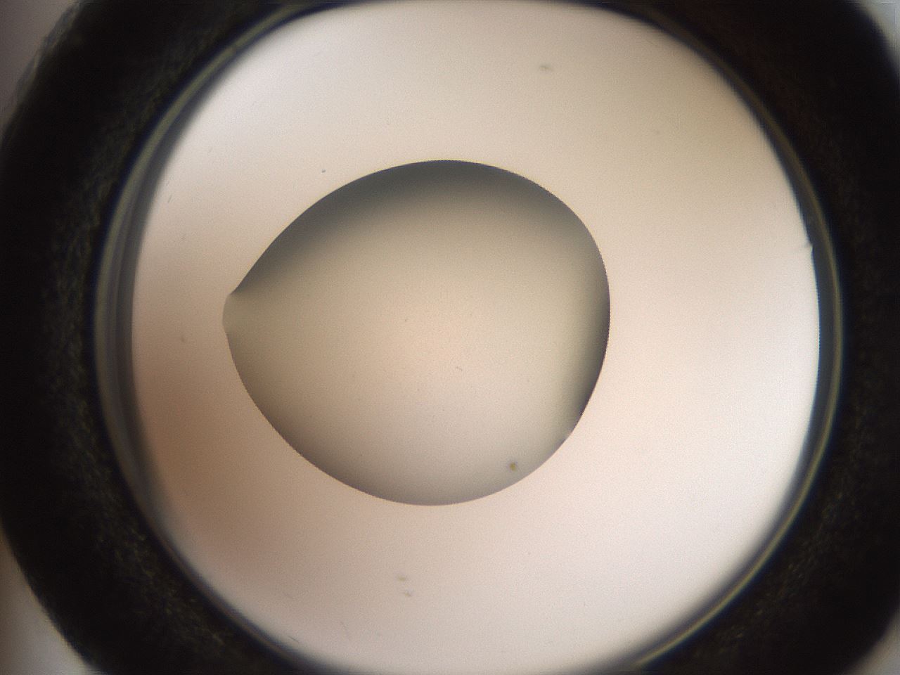 folderID257_plateID2257_batchID10332_wellNum73_profileID1_d2_r156755_ef.jpg