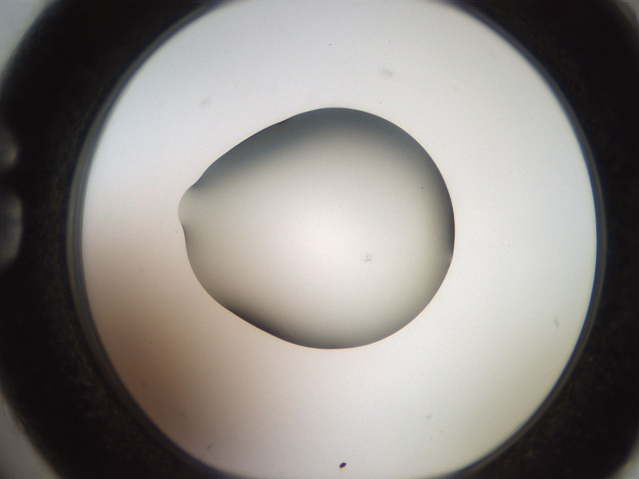 folderID257_plateID2257_batchID10332_wellNum74_profileID1_d1_r156756_ef.jpg