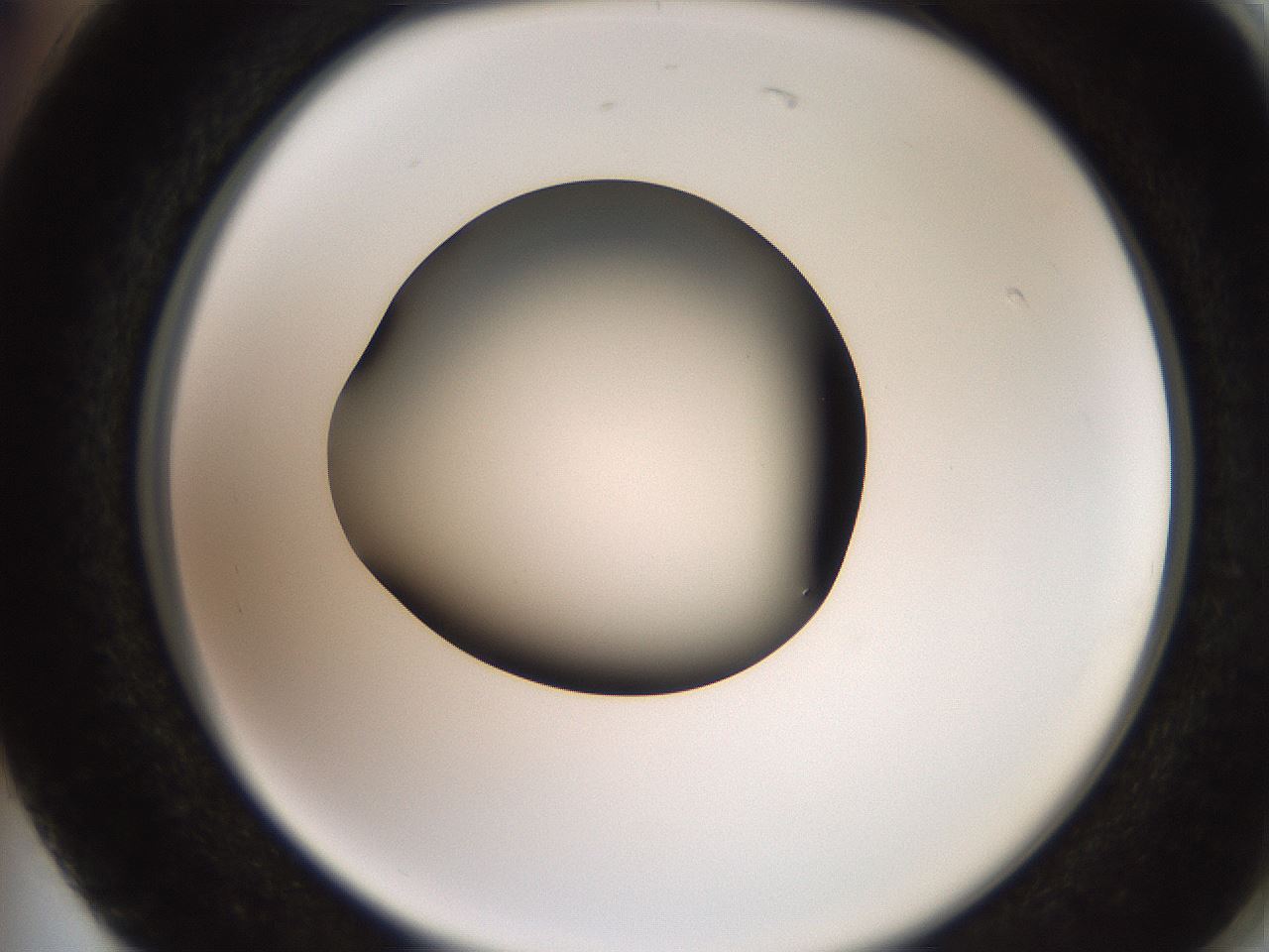 folderID257_plateID2257_batchID10332_wellNum74_profileID1_d2_r156757_ef.jpg