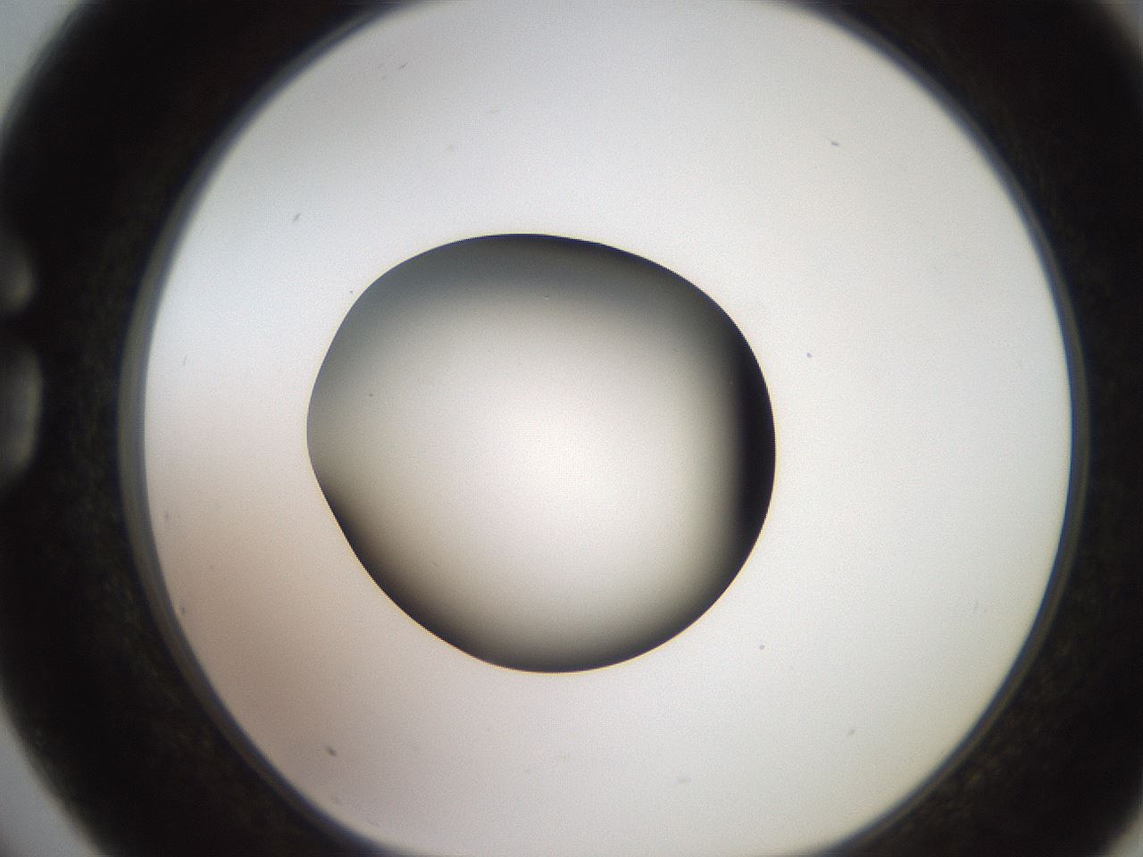 folderID257_plateID2257_batchID10332_wellNum75_profileID1_d1_r156758_ef.jpg