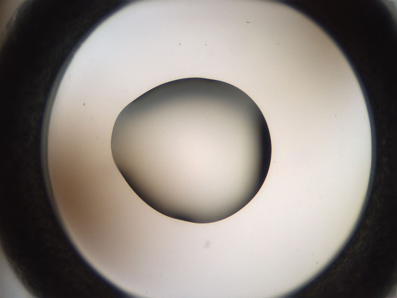 folderID257_plateID2257_batchID10332_wellNum75_profileID1_d2_r156759_ef.jpg