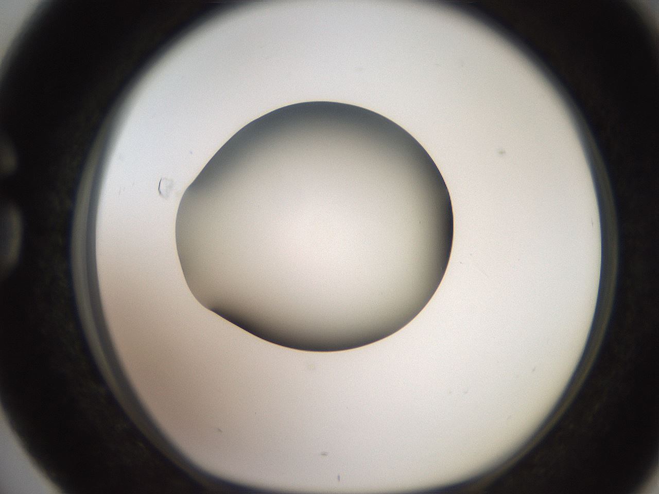 folderID257_plateID2257_batchID10332_wellNum76_profileID1_d1_r156760_ef.jpg
