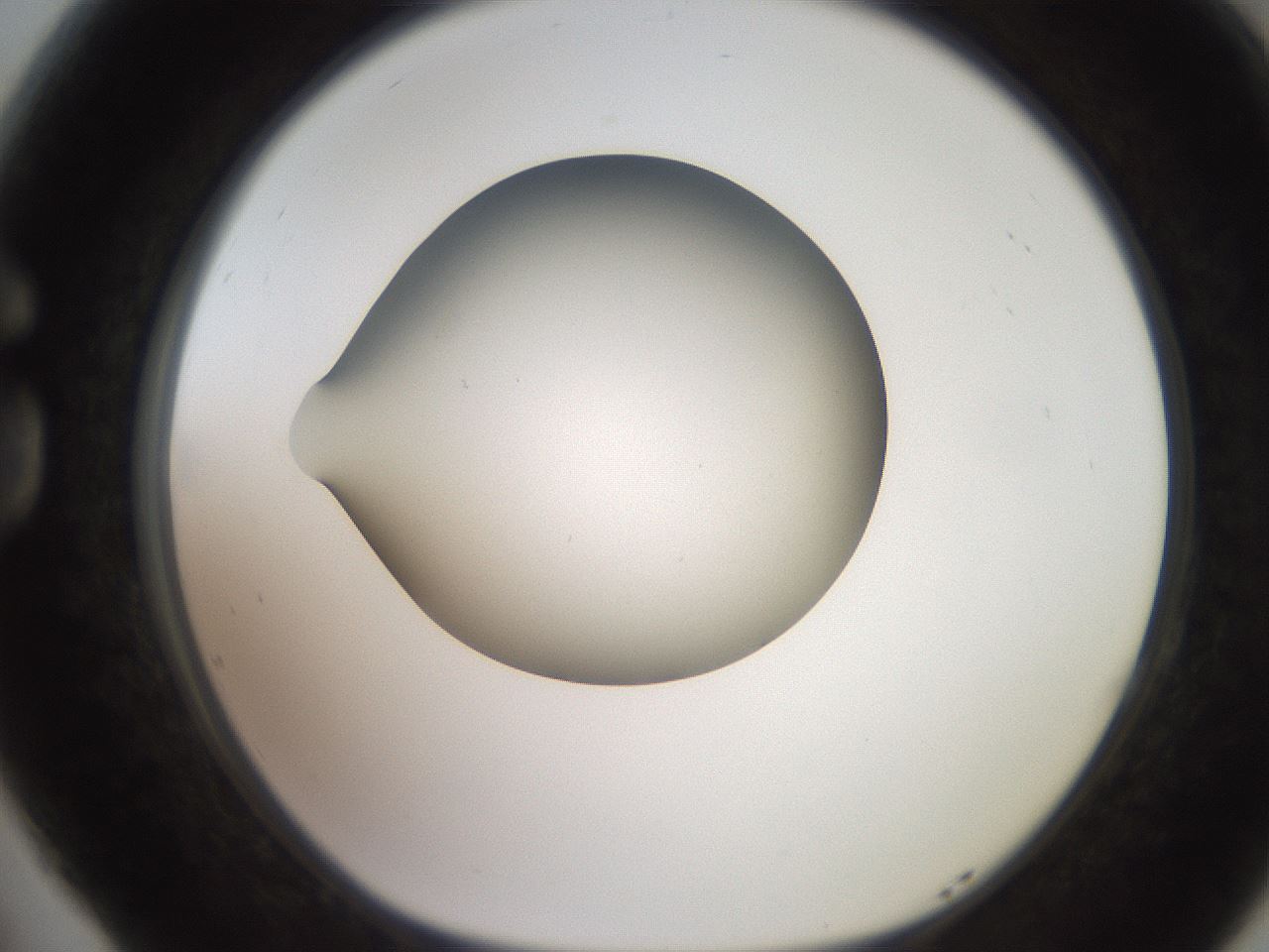 folderID257_plateID2257_batchID10332_wellNum77_profileID1_d1_r156762_ef.jpg