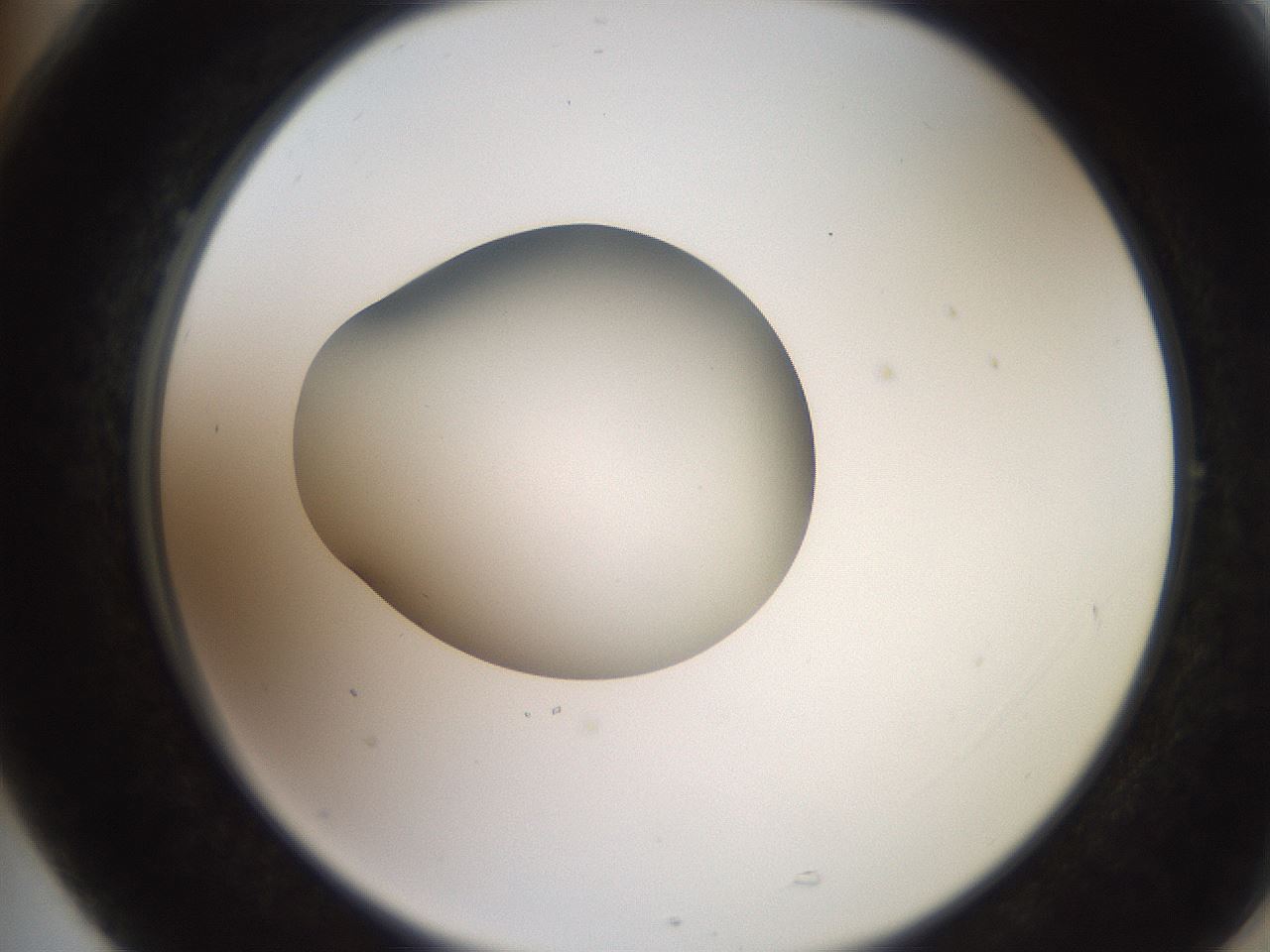 folderID257_plateID2257_batchID10332_wellNum77_profileID1_d2_r156763_ef.jpg
