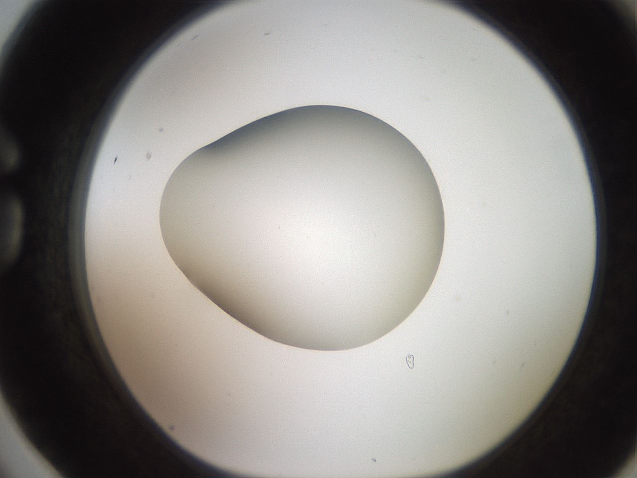 folderID257_plateID2257_batchID10332_wellNum78_profileID1_d1_r156764_ef.jpg