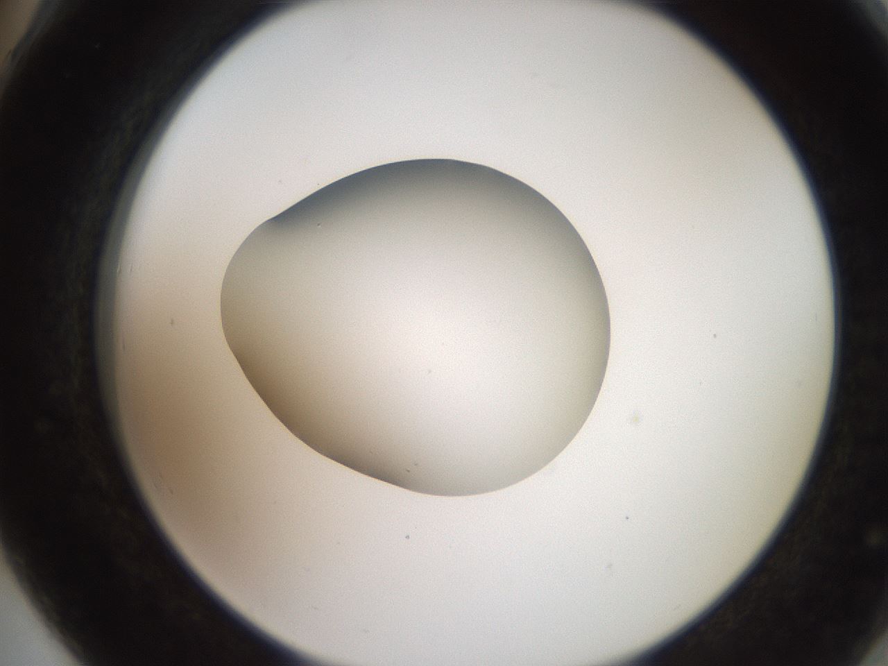 folderID257_plateID2257_batchID10332_wellNum78_profileID1_d2_r156765_ef.jpg